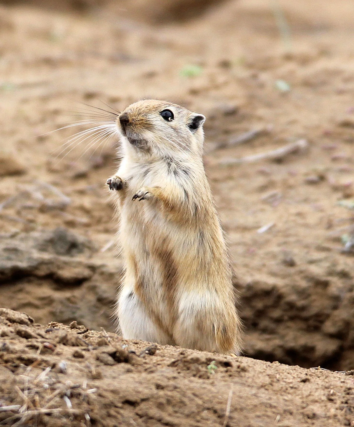 Rhombomys opimus - GREAT GERBIL - WUTONG GOU DESERT ATTRACTION XINJIANG CHINA (12).JPG