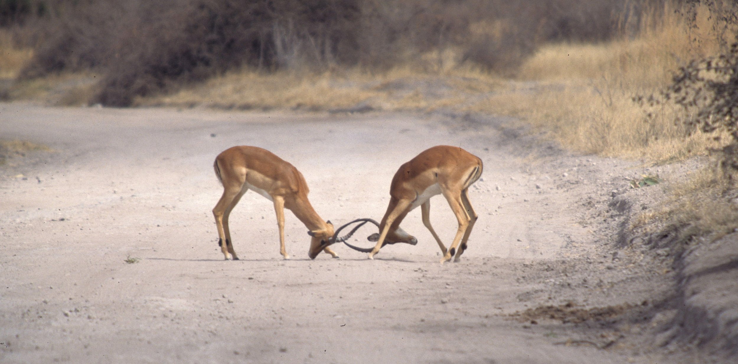 BOVID - IMPALLA-SERENGETI 1 (13).jpg