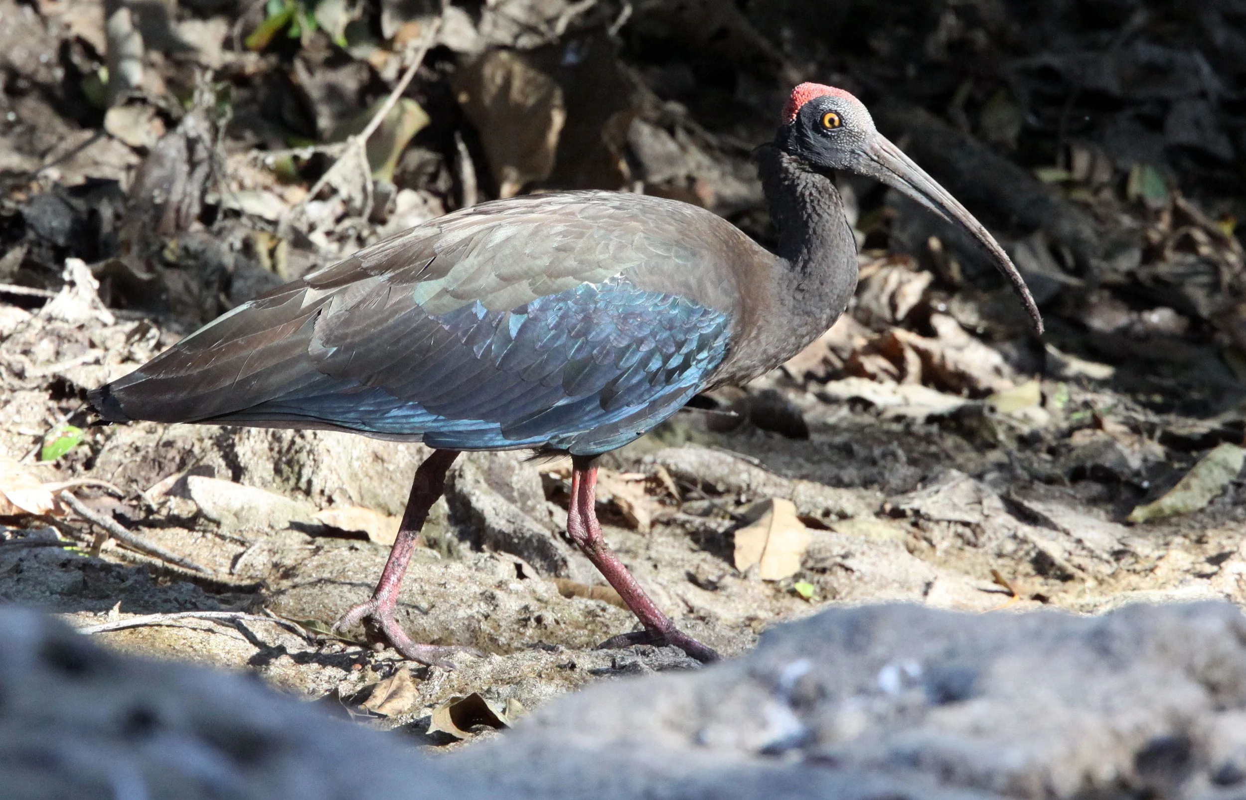 IBIS - BLACK IBIS - Pseudibis papillosa - LITTLE RANN OF KUTCH GUJARAT INDIA (11).JPG