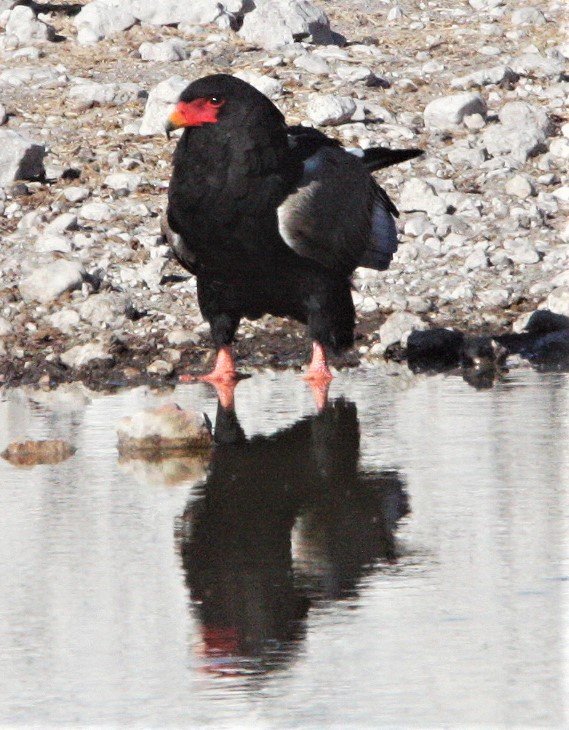 Terathopius ecaudatus - BATELEUR - ETOSHA NATIONAL PARK NAMIBIA aa2.jpg