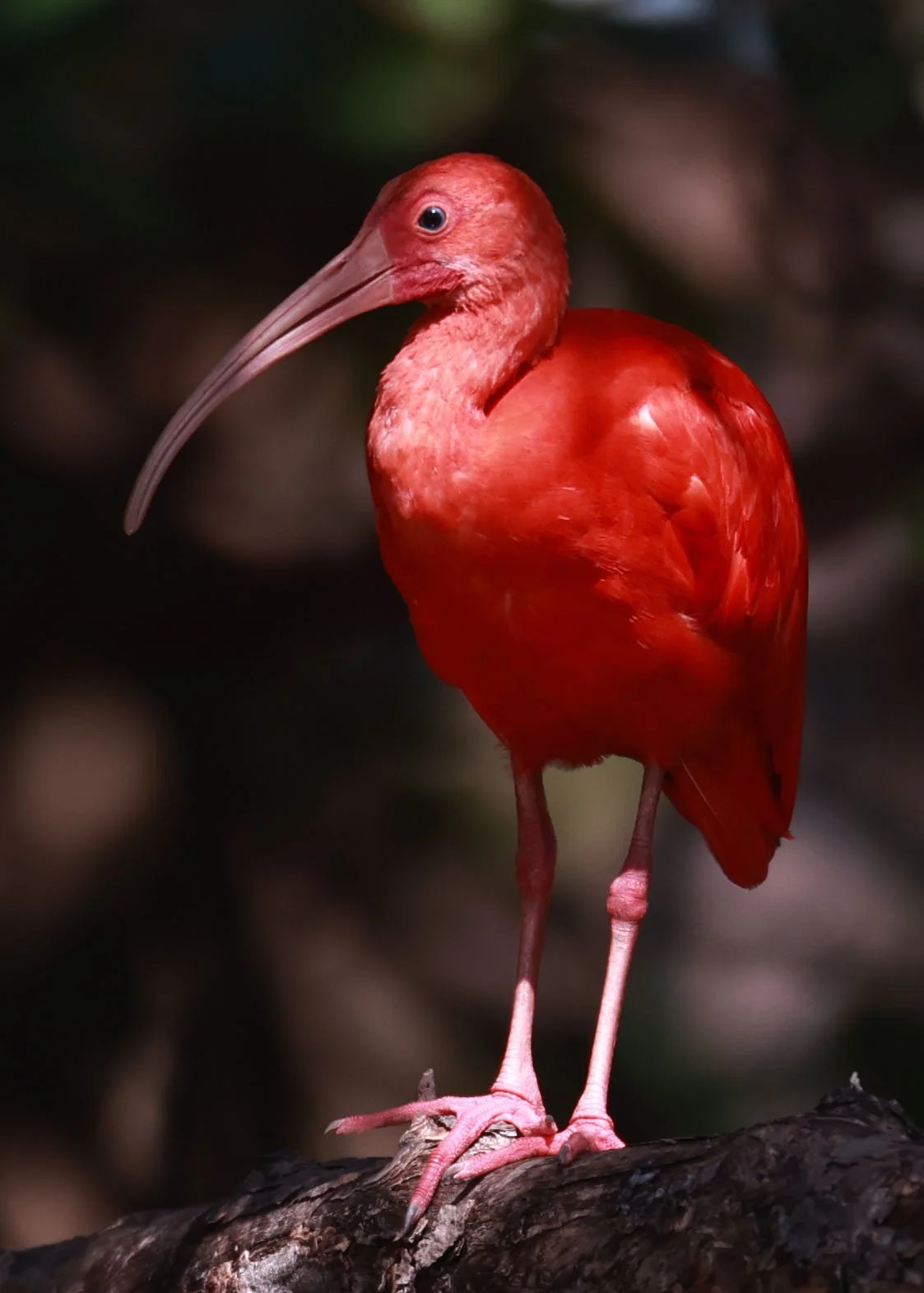Ibis - Scarlet Ibis - Eudocimus ruber - 29 Songkaow Cafe, Chachoengsao Thailand (320).jpg