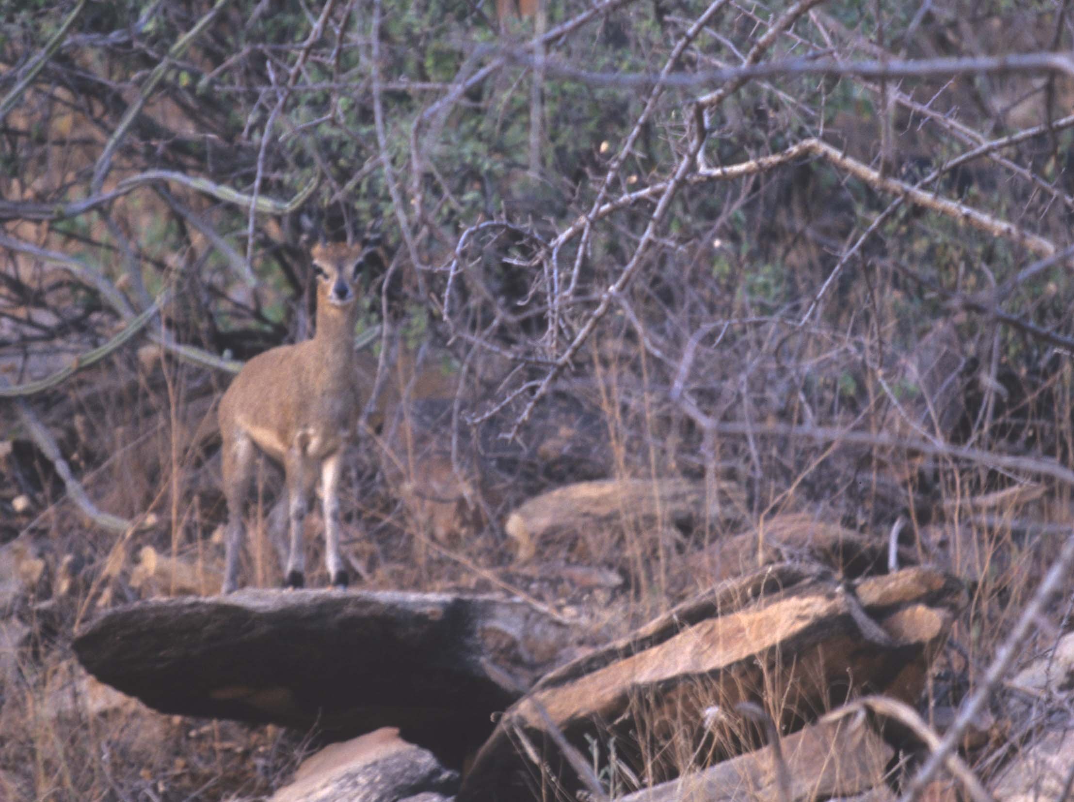 BOVID - KLIPSPRINGER - SHABA.jpg