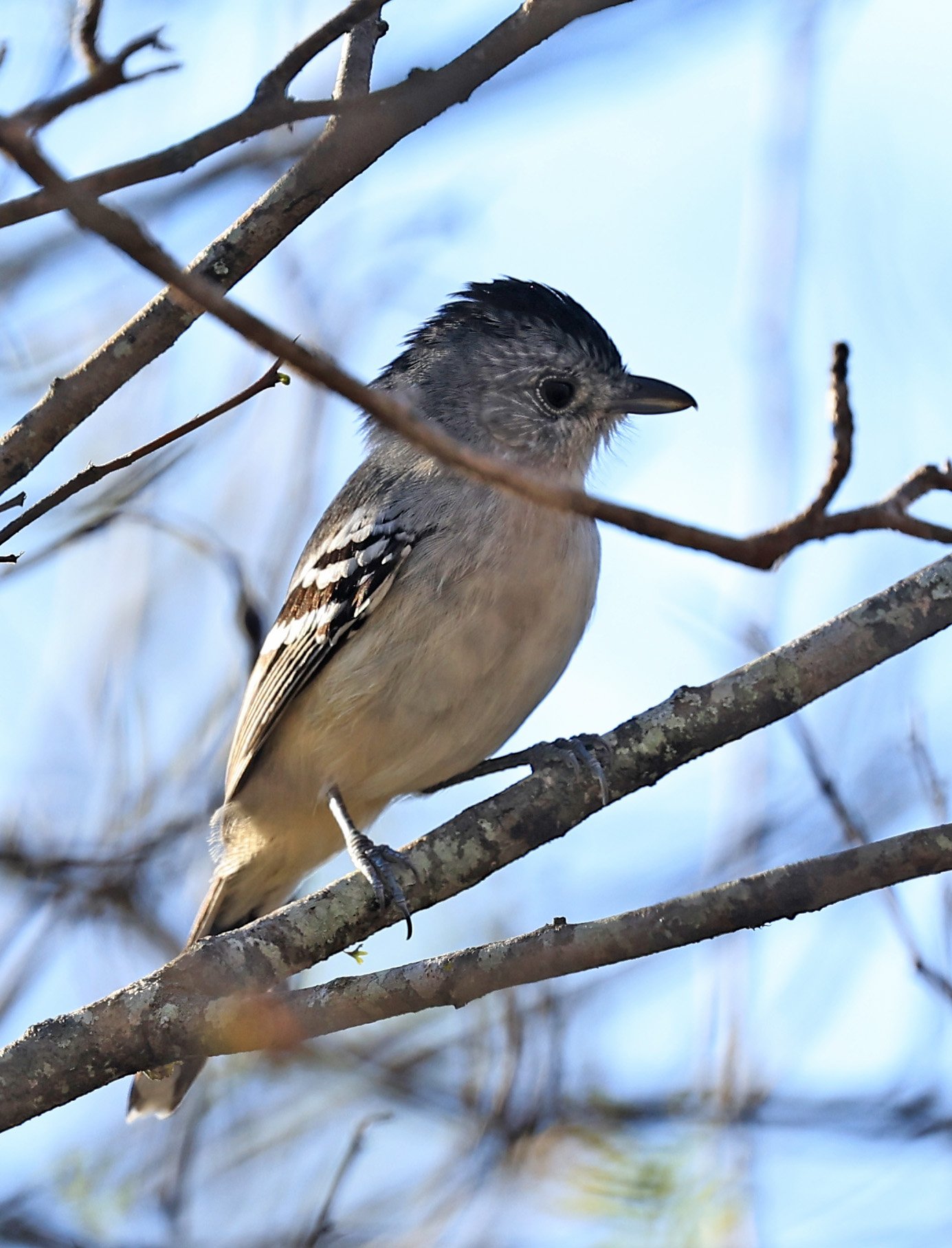 Variable Antshrike (Thamnophilus caerulescens) Aurora Chaquena Reserve - Nueland Mennonite Colony Paraguay (9).jpg