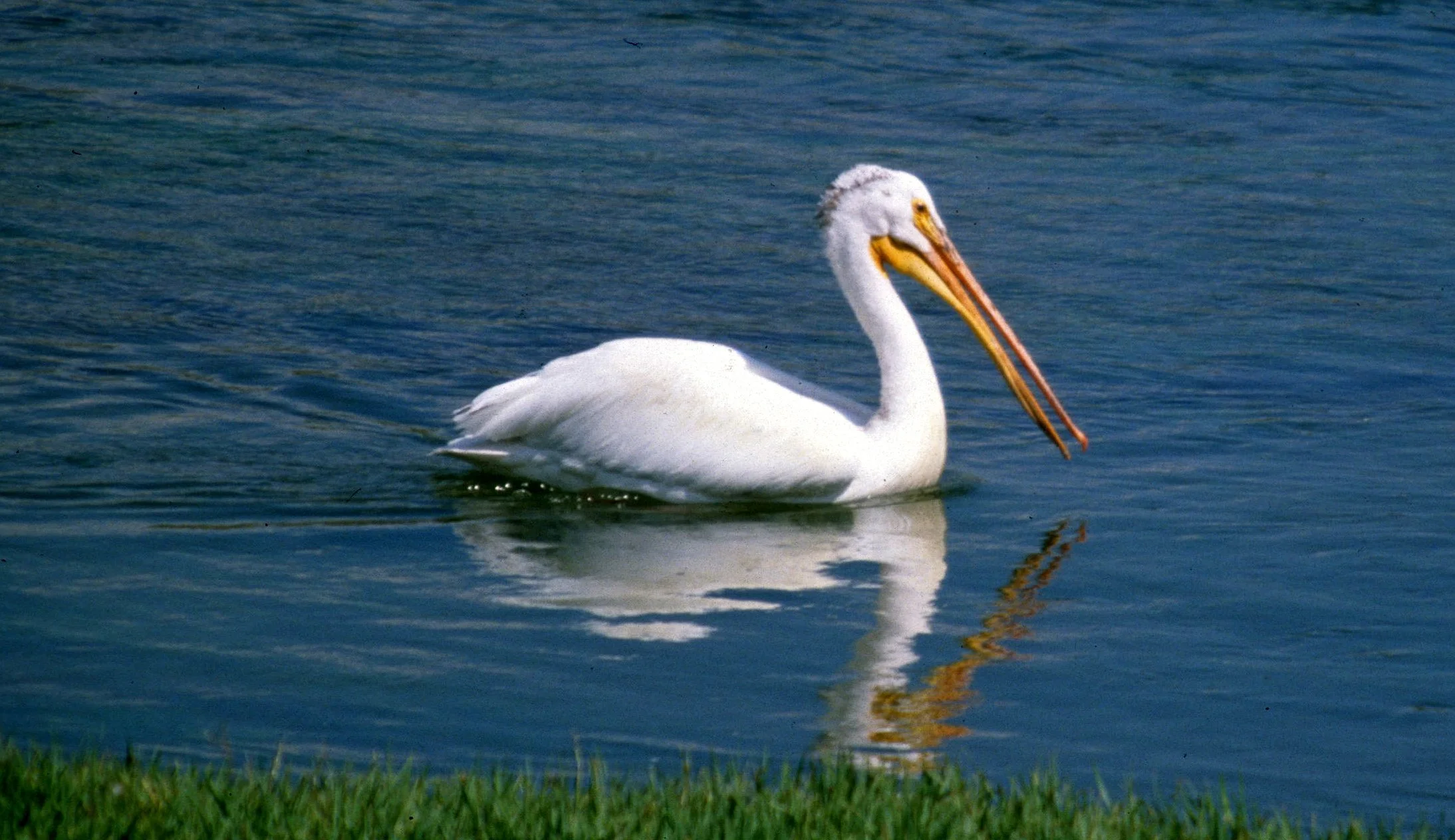 Pelecanus erythrorhynchos - AMERICAN WHITE PELICAN - WYOMING (5).jpg