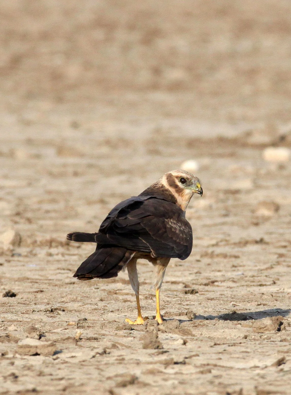 Circus macrourus - PALLID HARRIER - LITTLE RANN OF KUTCH GUJARAT INDIA (20).JPG