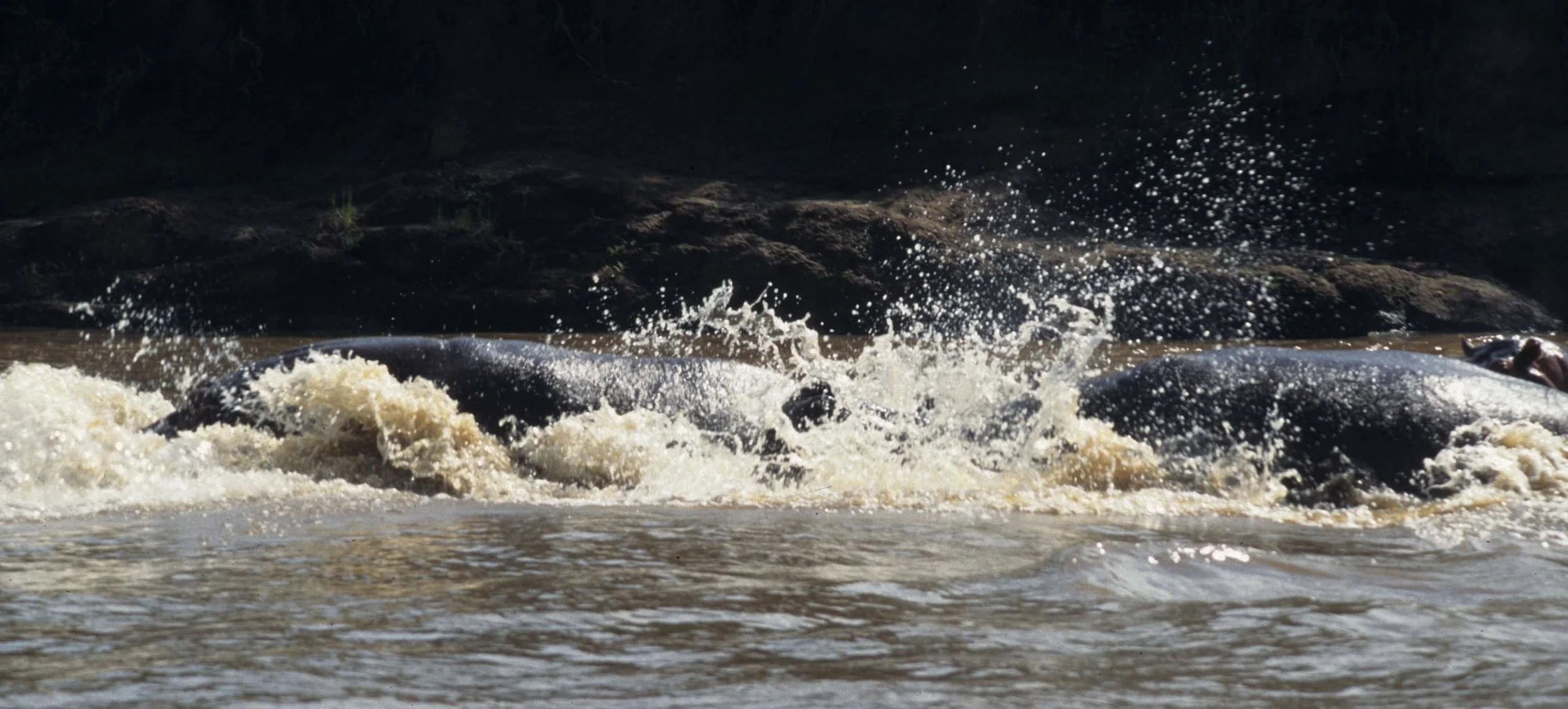 HIPPO- SERENGETI - FIGHT 7.jpg