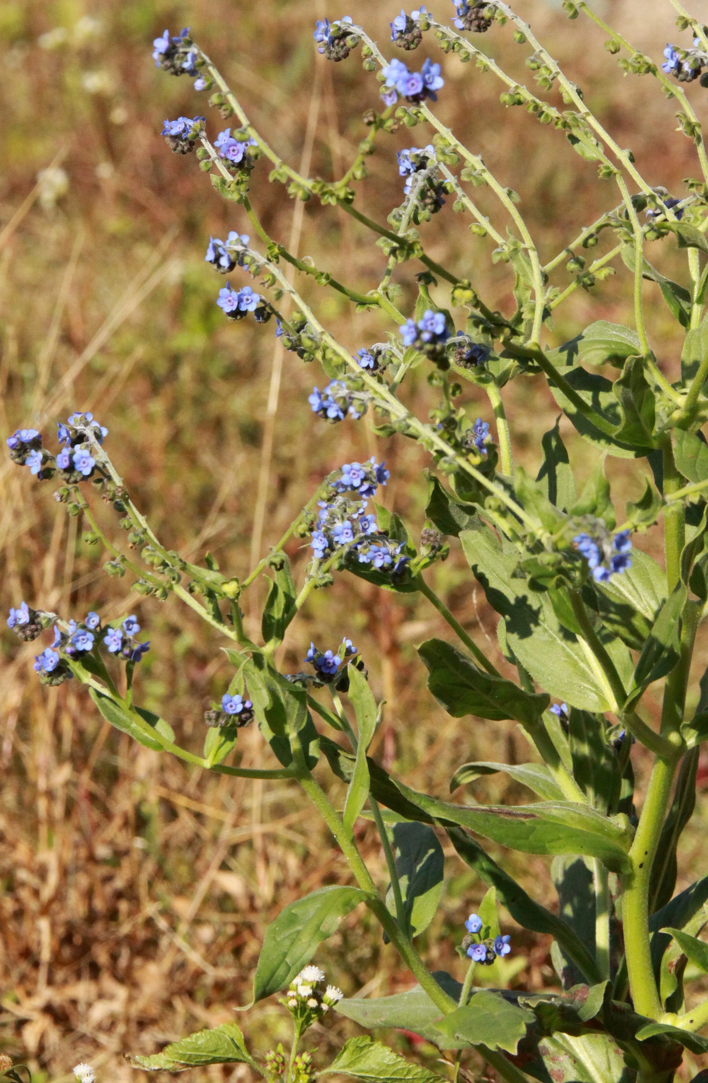 MEIHUASHAN - FUJIAN CHINA (109).JPG