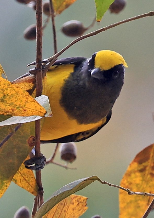 Sultan Tit (Melanochlora sultanea) Kaeng Krachan National Park ESS Expedition 2026(53).jpg