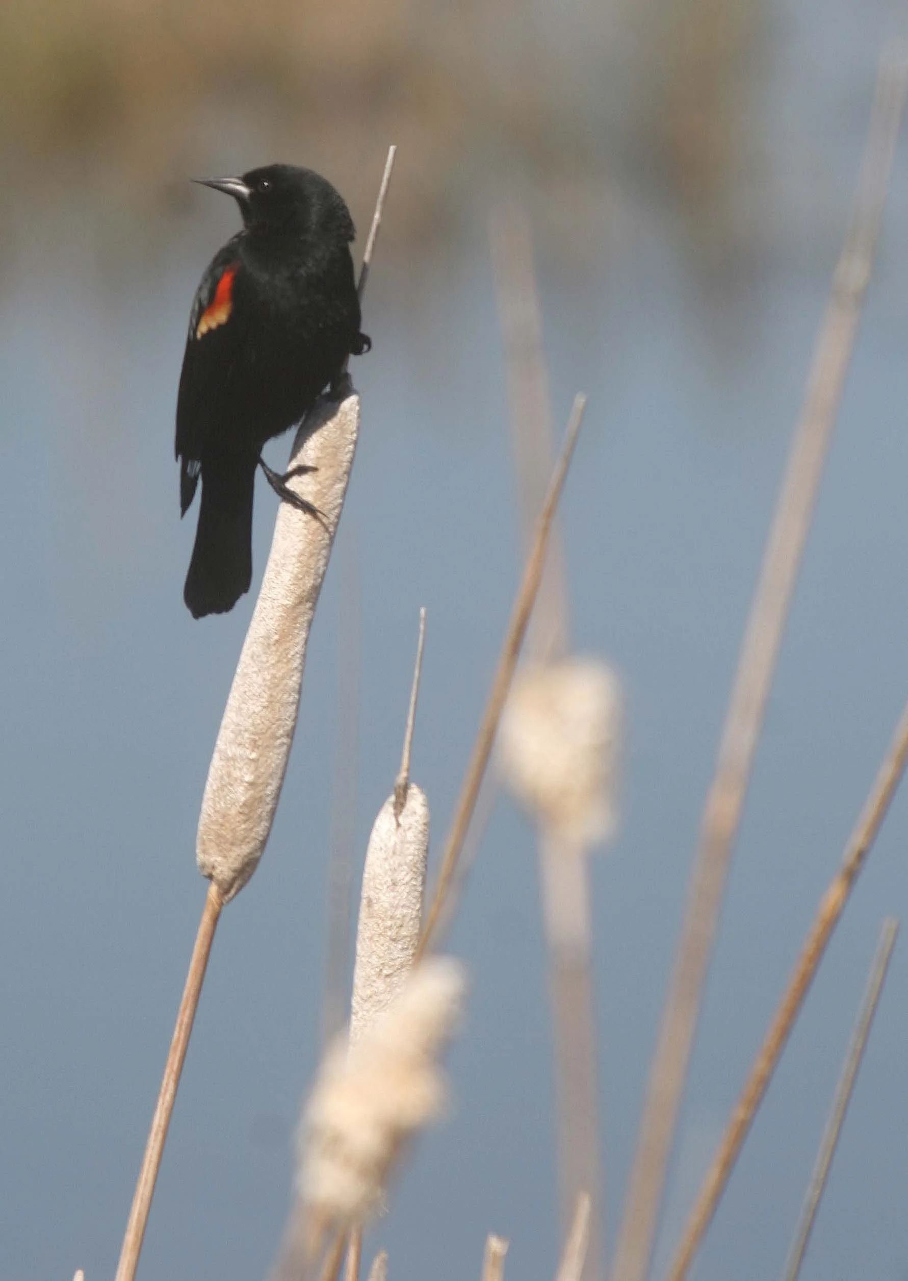 Red-winged Blackbird (Agelaius phoeniceus) Potholes State Park Washington (3).jpg