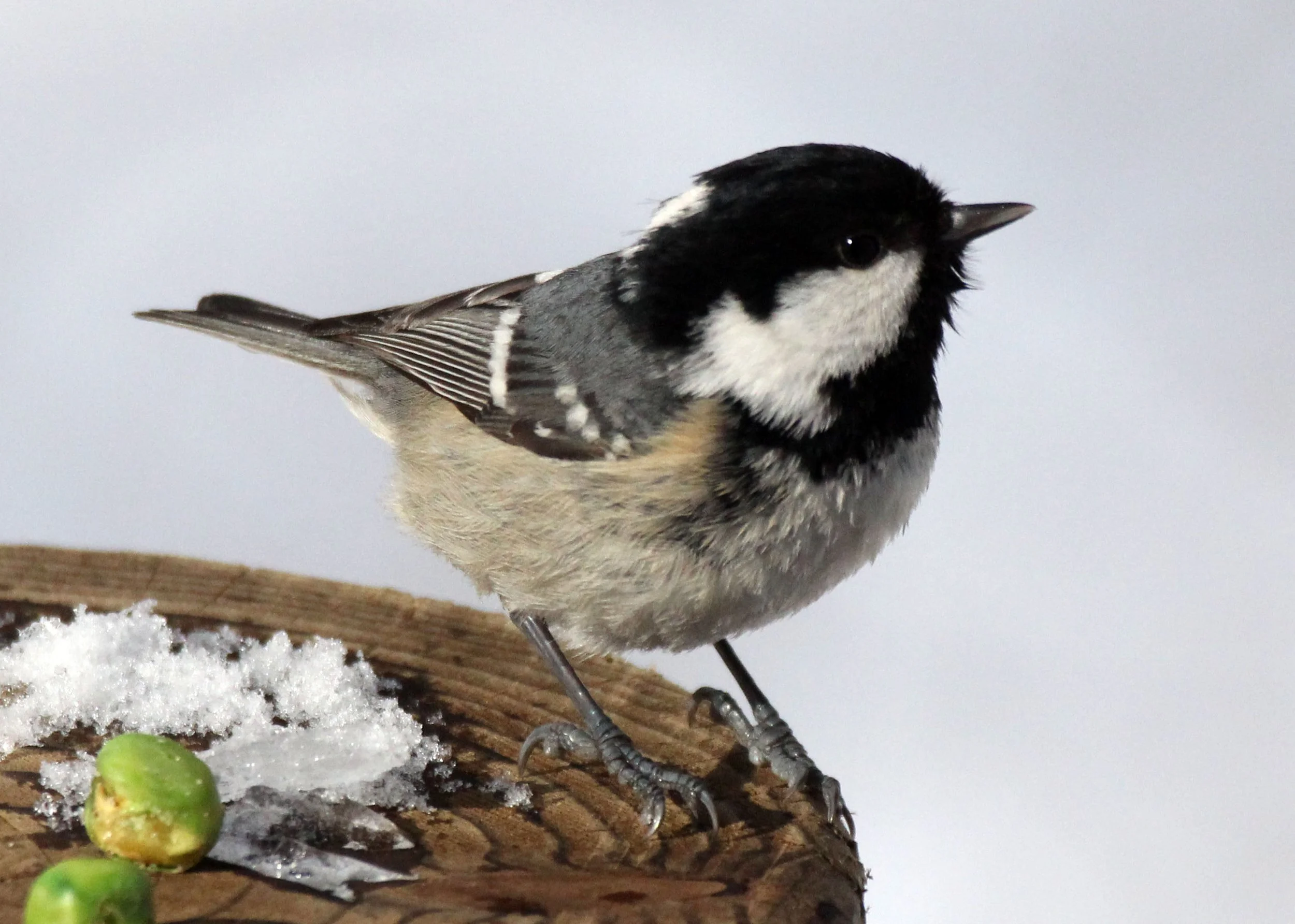 Coal Tit (Periparus ater) Shiobutsu Onsen Karuizawa, Japan