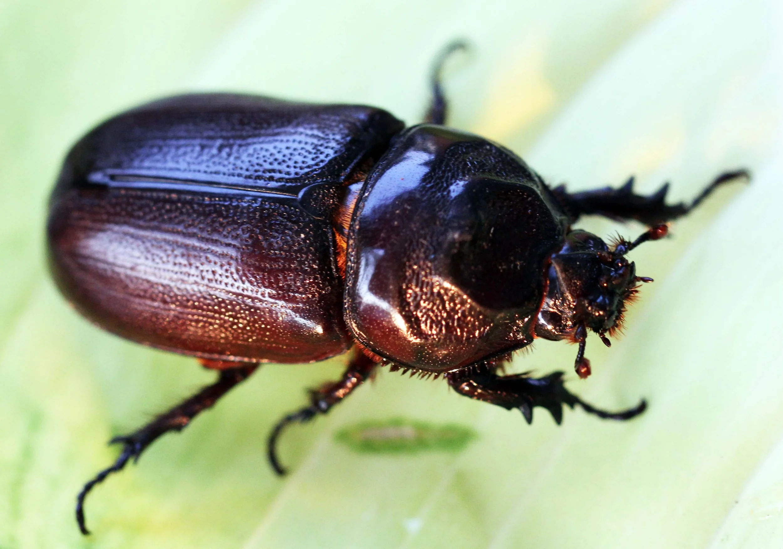 Oryctes rhinoceros - Bangkok, Thailand - March 2014 (22).JPG