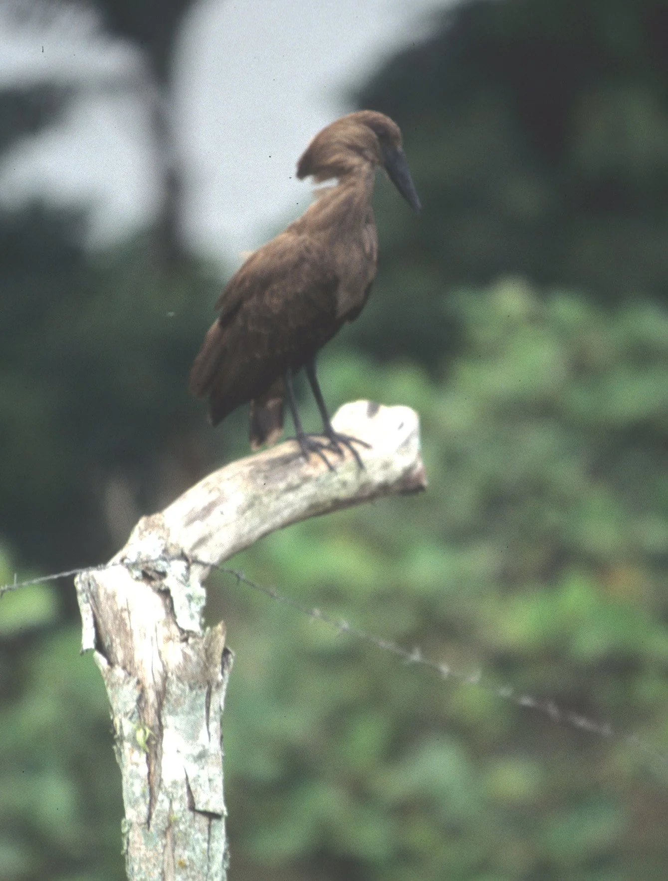 BIRDS - HAMMERKOP - UGANDA - B.jpg