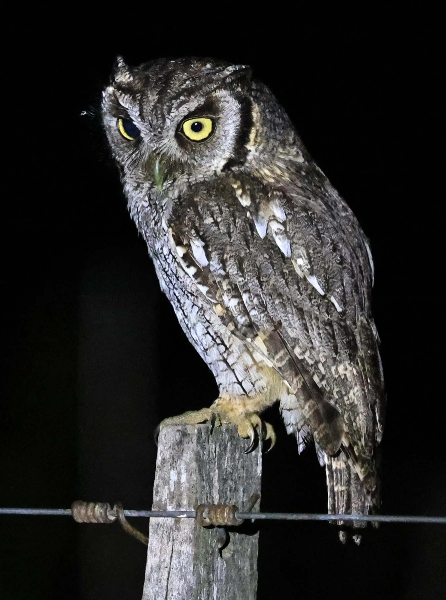 Tropical Screech-Owl (Megascops choliba) Hotel Campestre Iparoma Paraguay (27).jpg