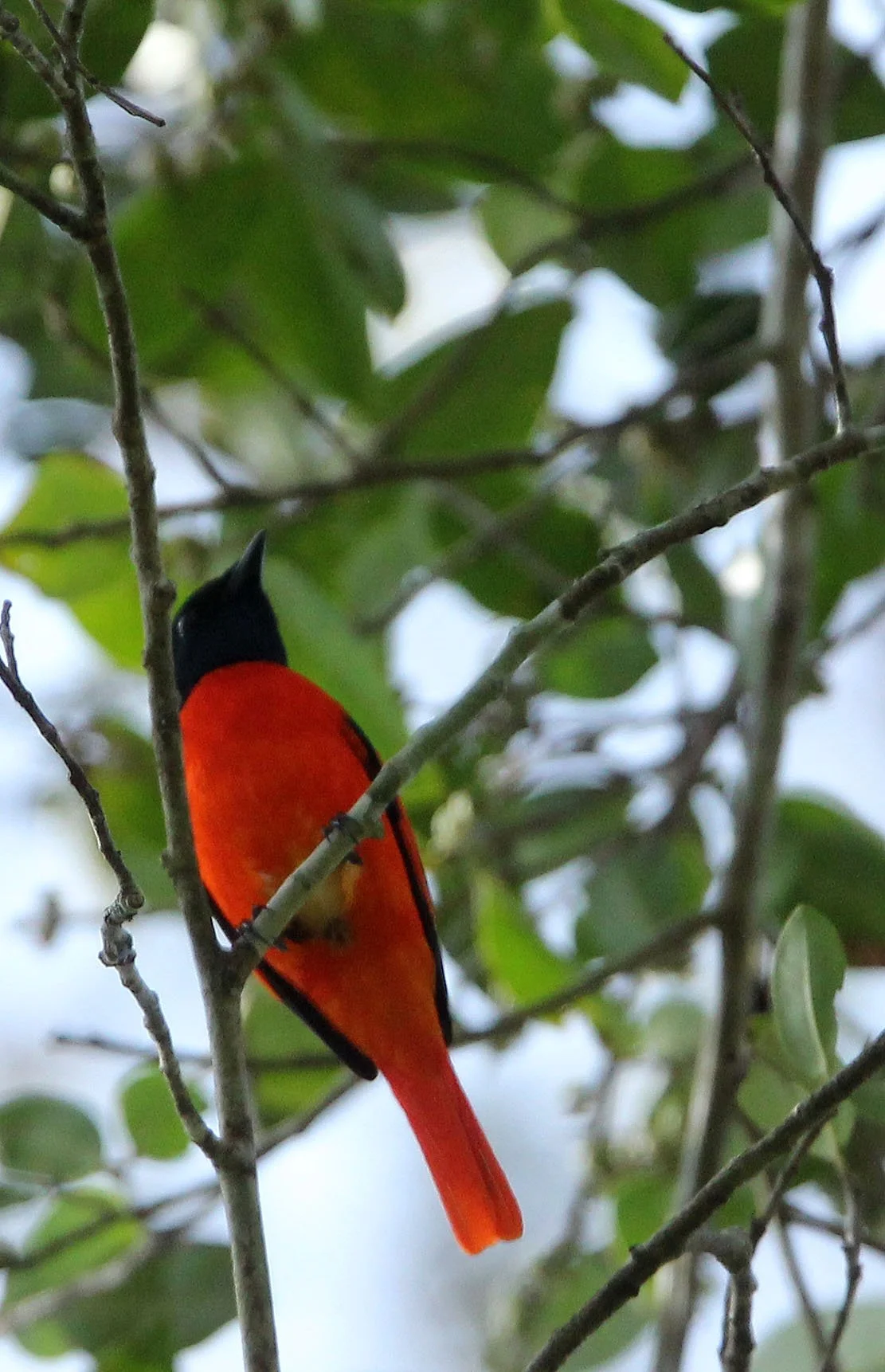 Scarlet Minivet (Pericrocotus speciosus) Huai Kha Khaeng WS Thailand.JPG