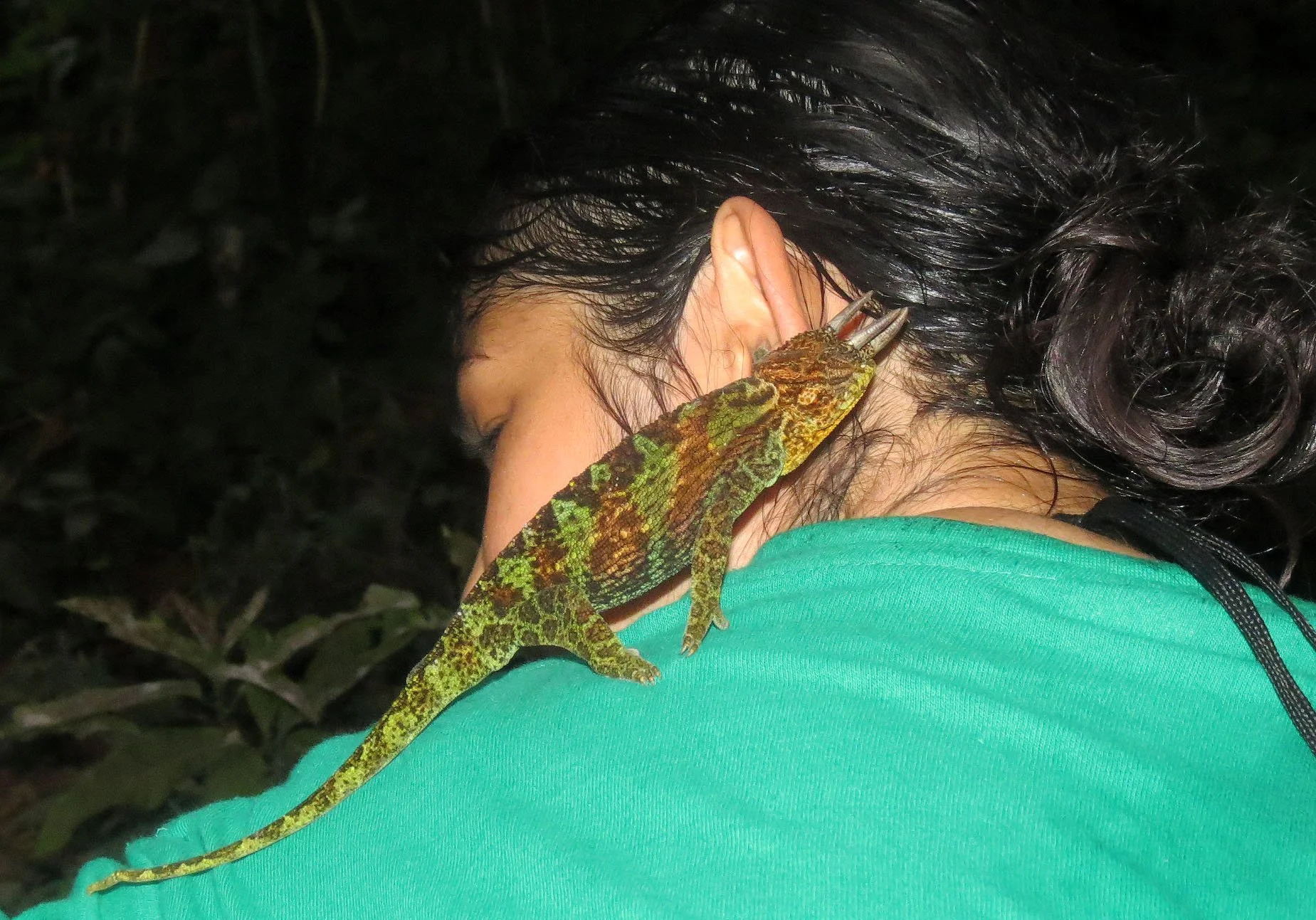 RWENZORI NATIONAL PARK UGANDA (290).JPG