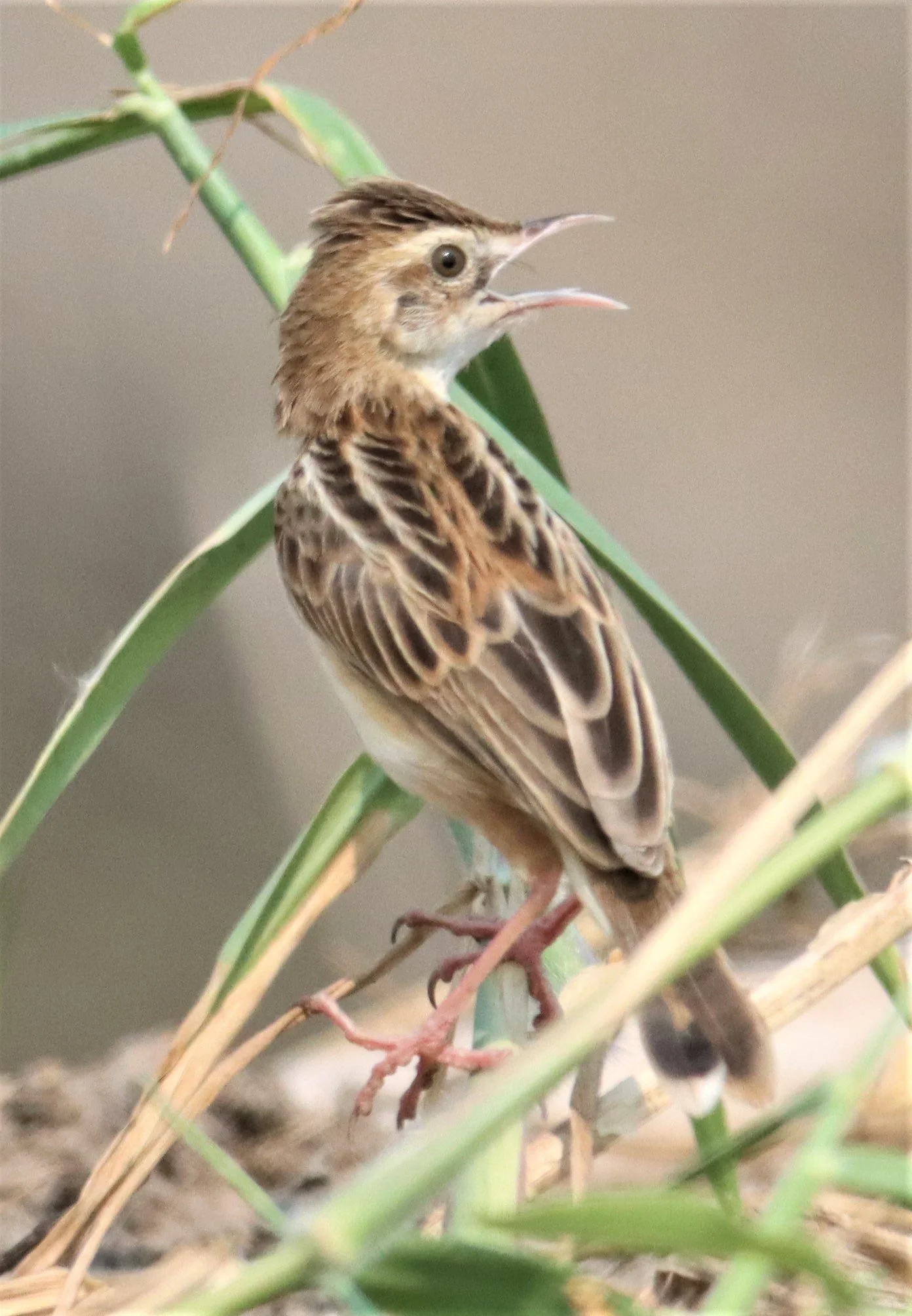 Zitting Cisticola (Cisticola juncidis) Lad Krabang Wetlands East of Bangkok 