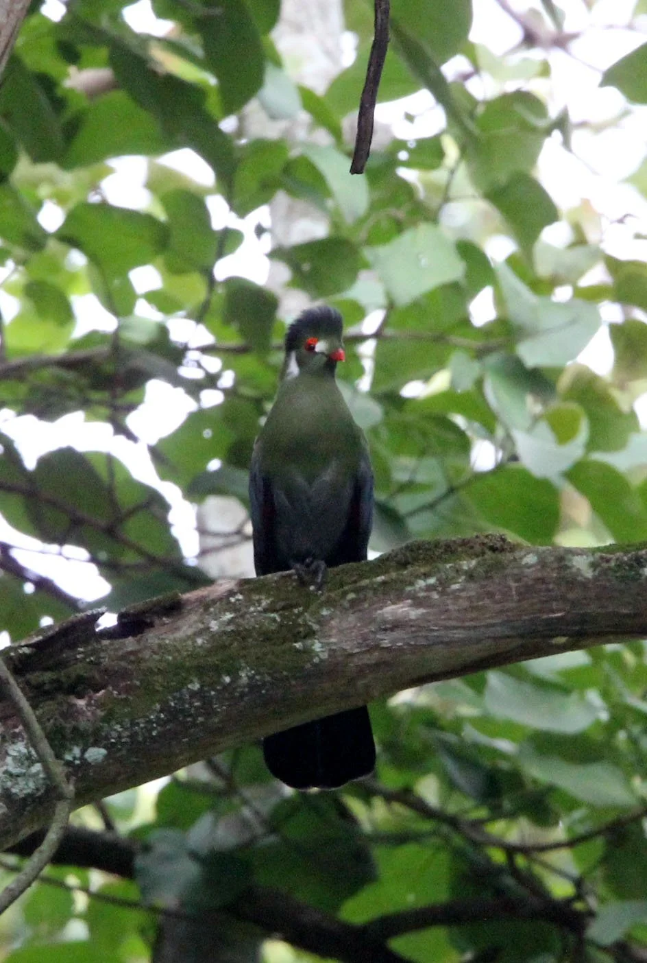 White-cheeked Turaco (Menelikornis leucotis) Langano Lake Ethiopia (8).JPG