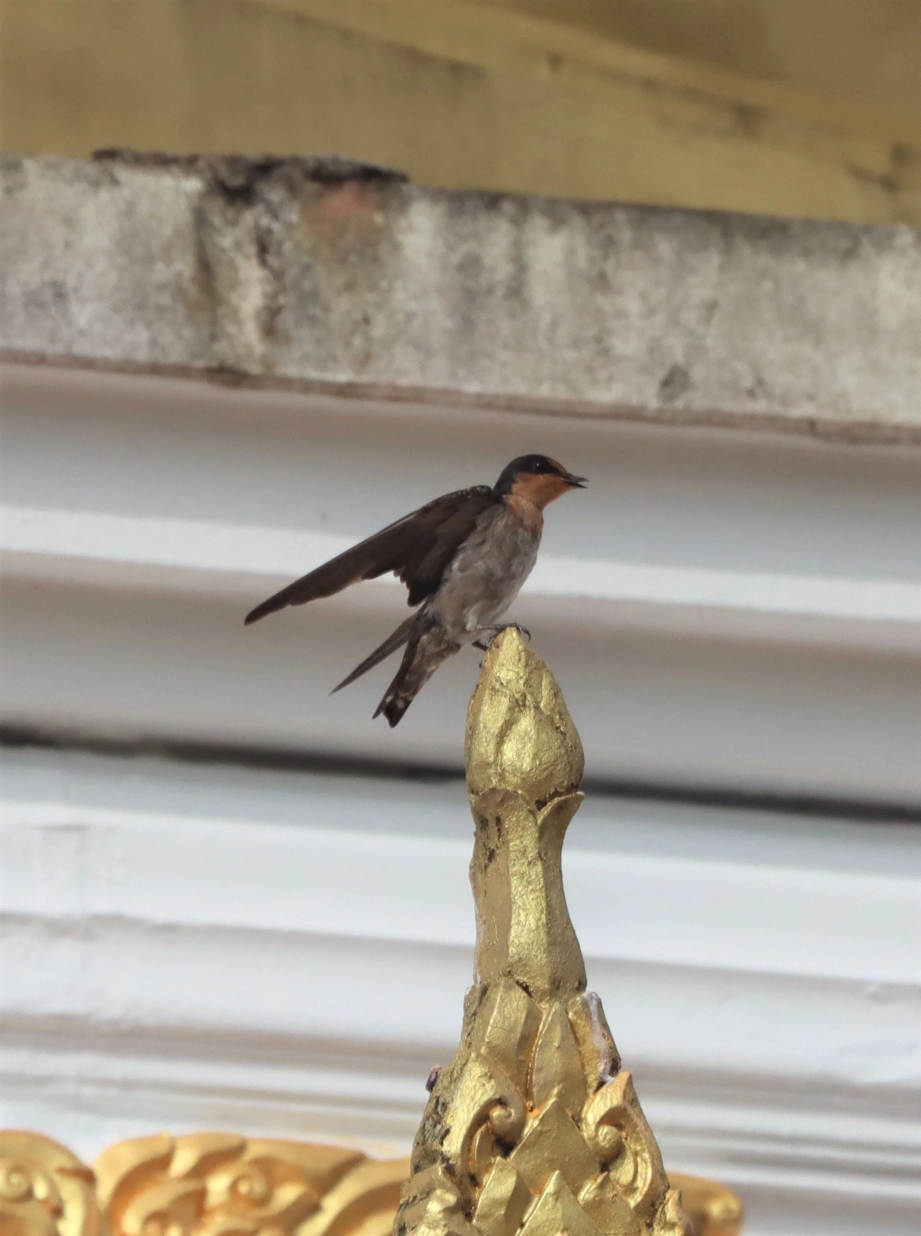 Barn Swallow (Hirundo rustica) Hala Bala NR Thailand (3).jpg