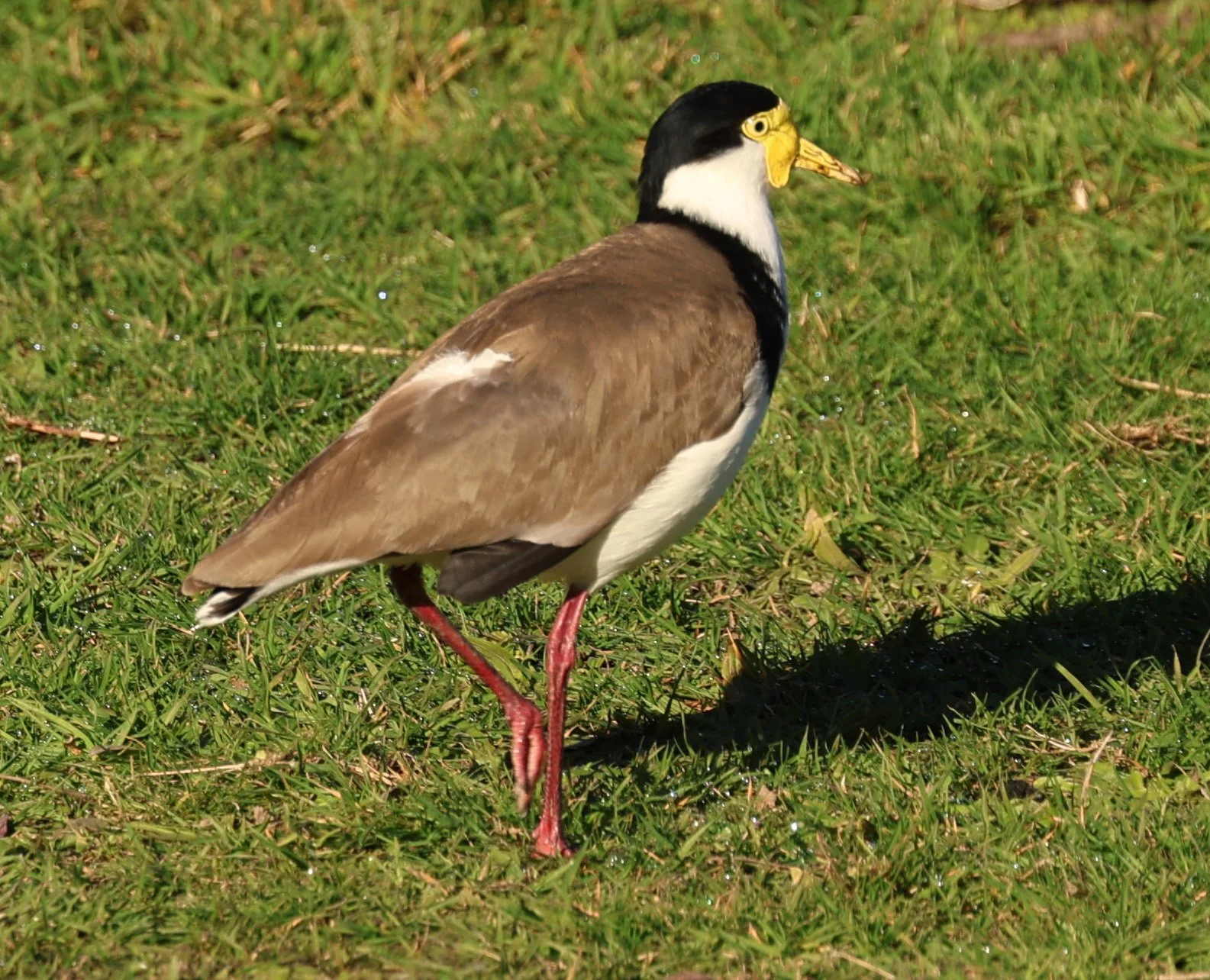 Masked Lapwing (Vanellus miles) Bruny Island - Tasmania (5).jpg
