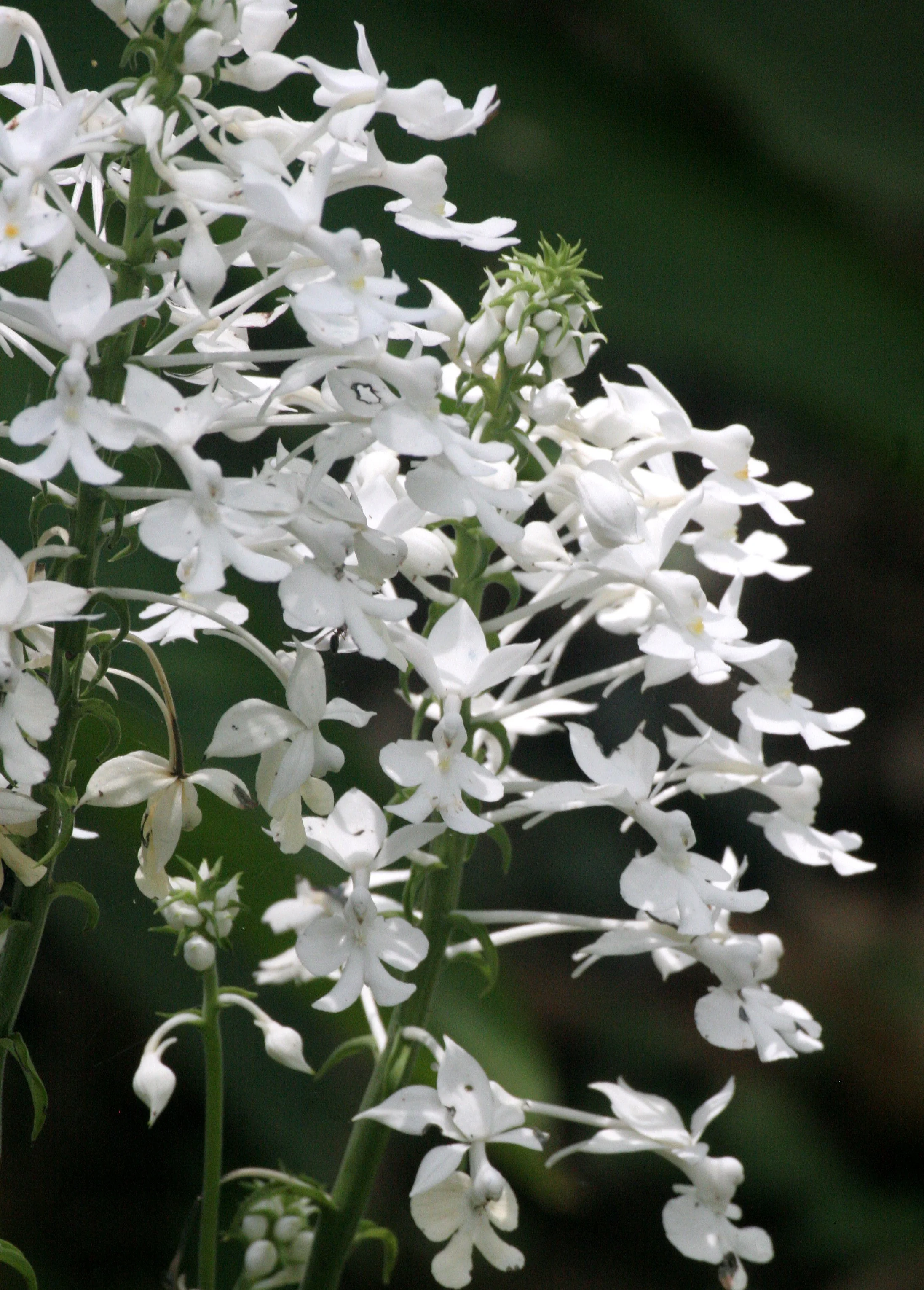 TABIN WILDLIFE RESERVE BORNEO - ORCHID SPECIES (4).JPG
