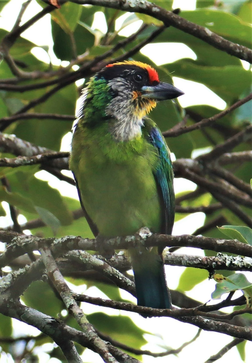 BARBET - GOLDEN-THROATED BARBET - Psilopogon (franklinii) ramsayi - DOI ANG KANG CHIANG MAI (18)a.jpg
