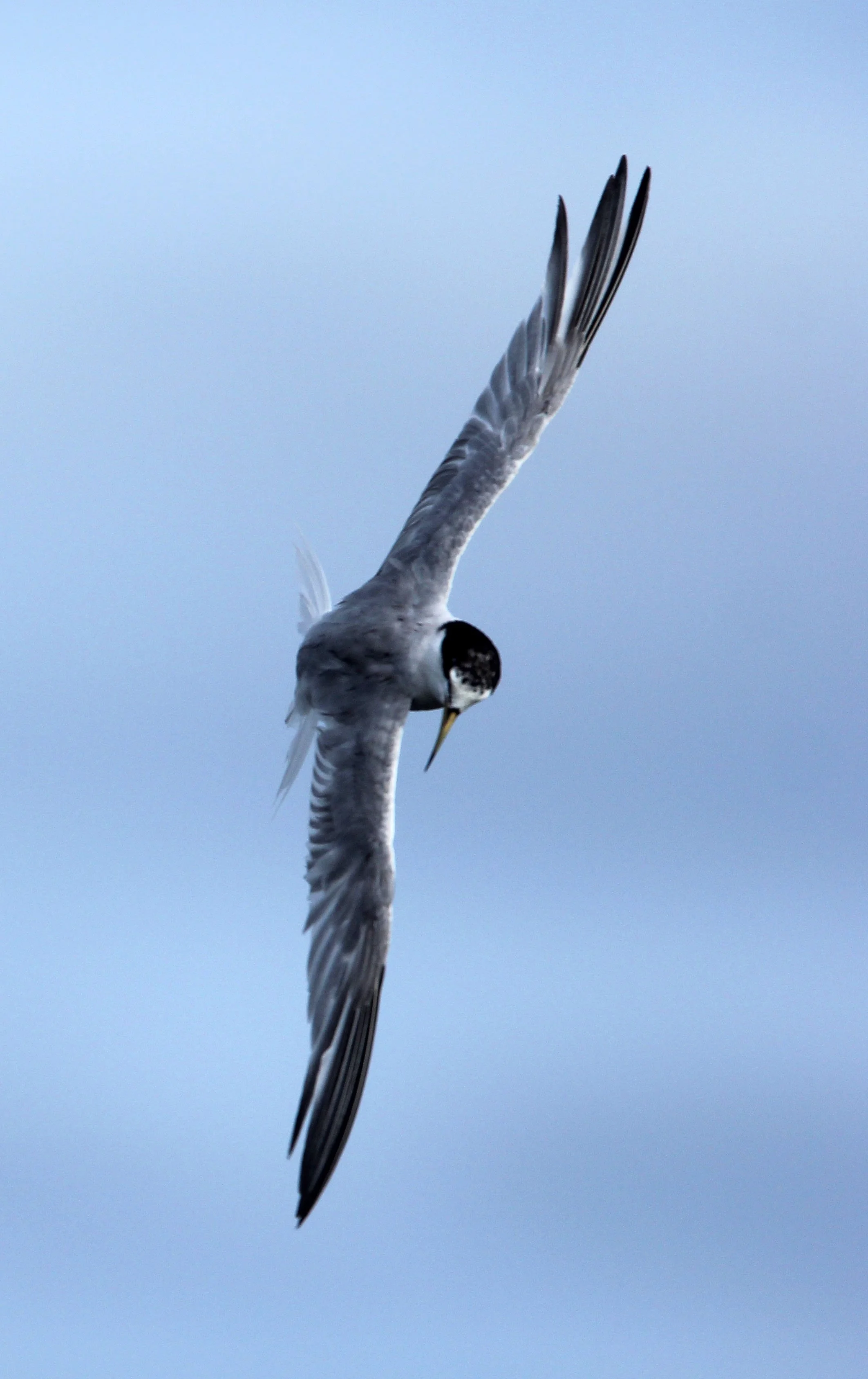 TERN - WHISKERED TERN - Chlidonias hybridus - THA KHAM BANGKOK (2).JPG