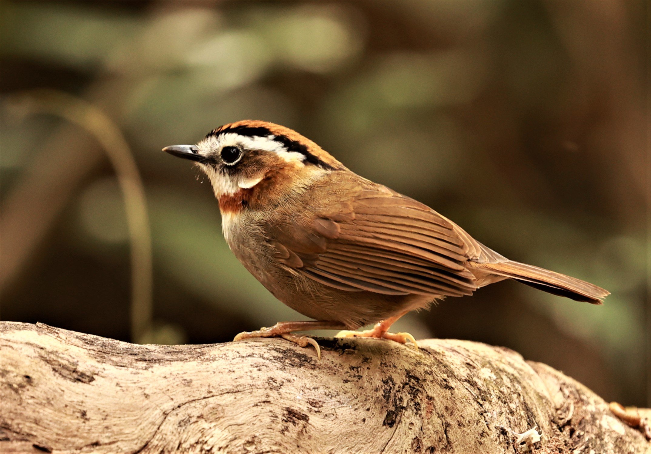FULVETTA - RUFOUS-NECKED FULVETTA - Schoeniparus rufogularis - PHU SUAN SAI NATIONAL PARK LOEI PROVINCE (41).jpg
