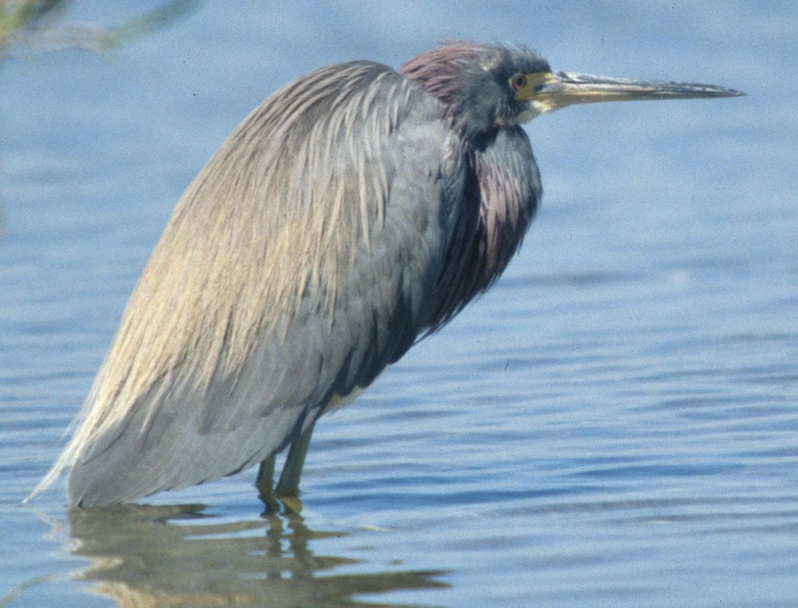 HERON - LITTLE BLUE HERON - Egretta caerulea - SAN DIEGO WETLANDS AREA - NEAR TIJUANA RIVER MOUTH (23).jpg
