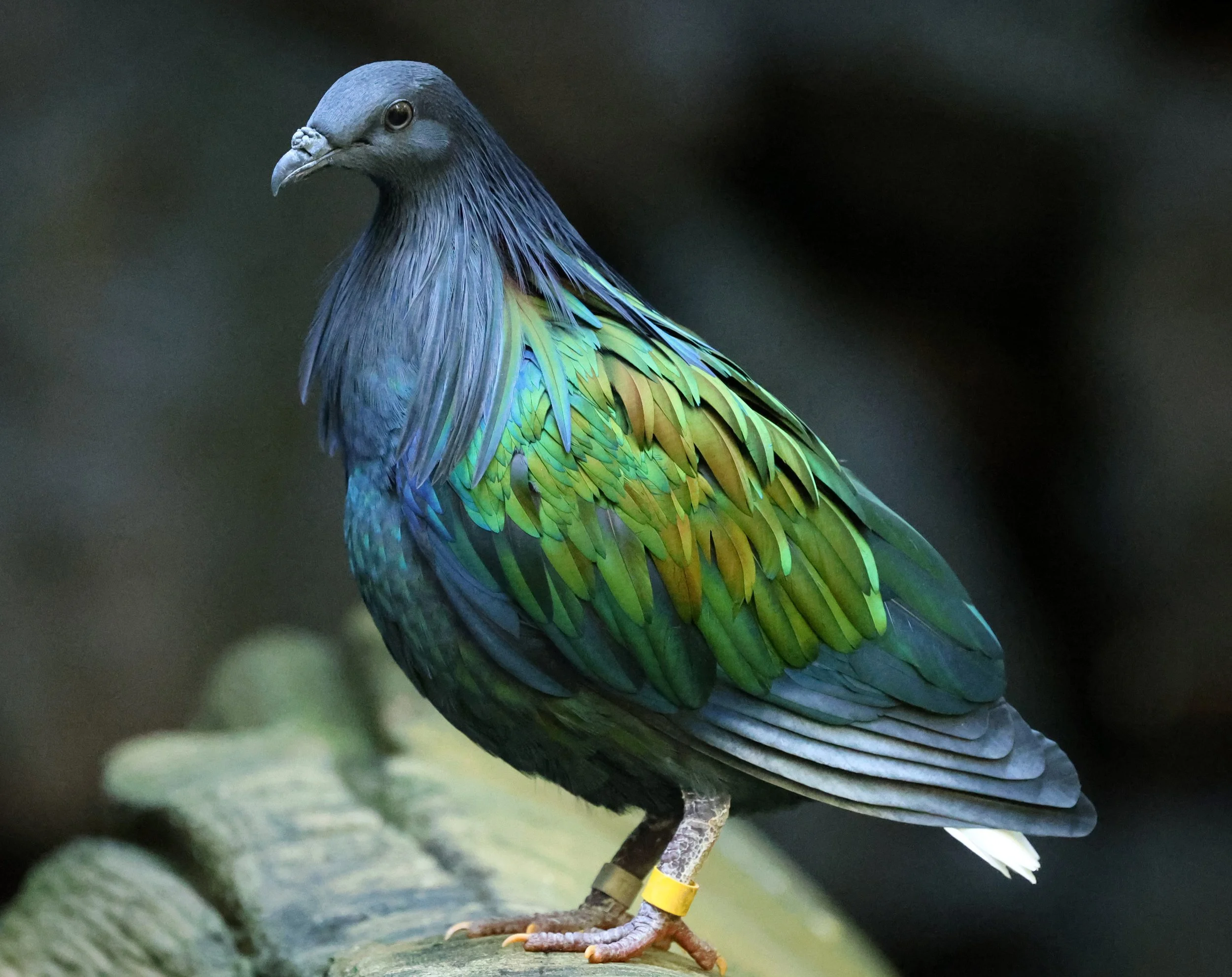 Nicobar Pigeon (Caloenas nicobarica) Koala Trail Road and Locations South of Brisbane - Queensland (15).jpg