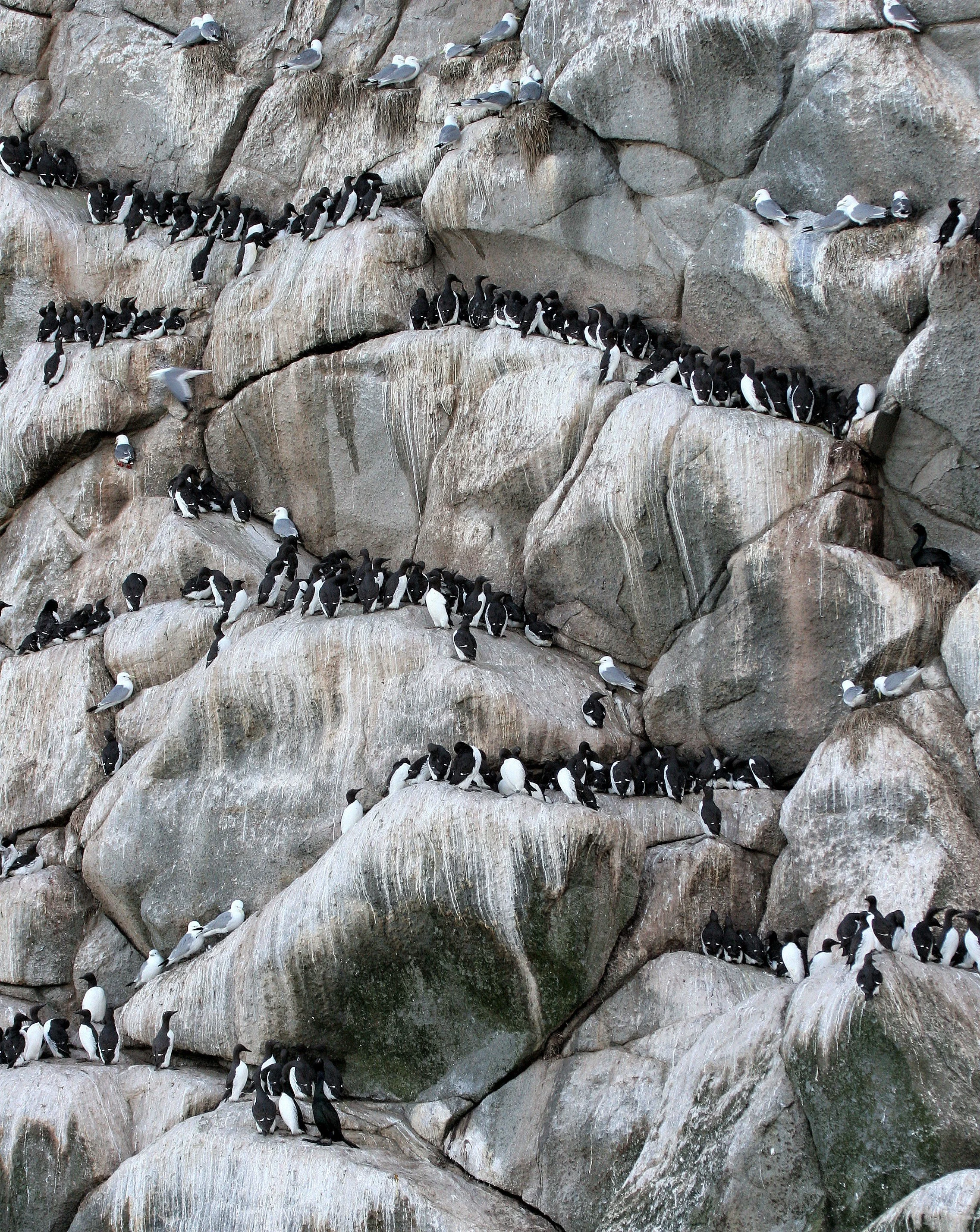 Uria lomvia eleonorae - THICK AND THIN-BILLED MURRES MIXED WITH KITTIWAKES AND RED-FACED CORMORANTS - BIRD BAZAARS COMMANDERS aa.jpg