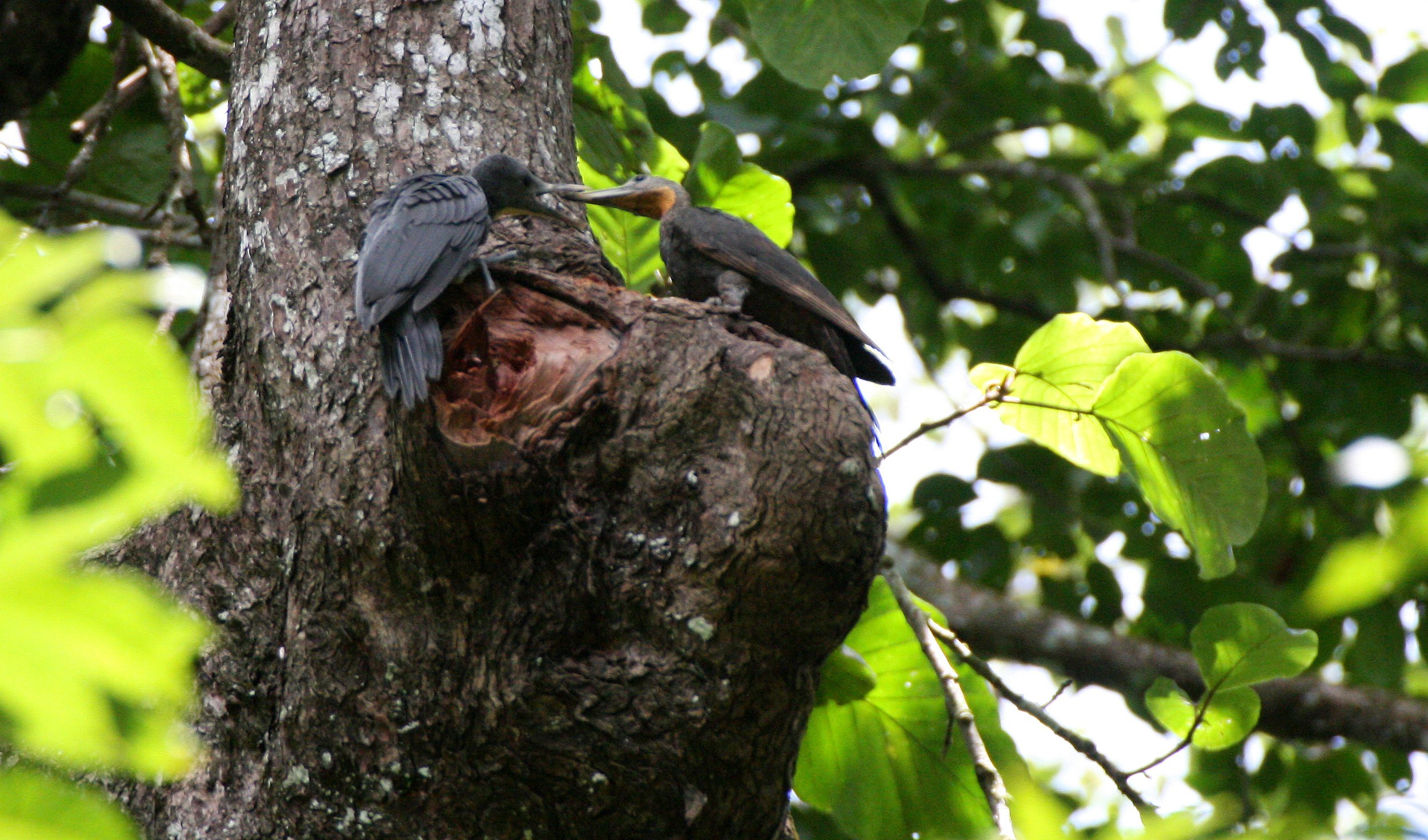 BIRD - WOODPECKER - GREAT-SLATY WOODPECKER - KAENG KRACHAN NP THAILAND (23).JPG