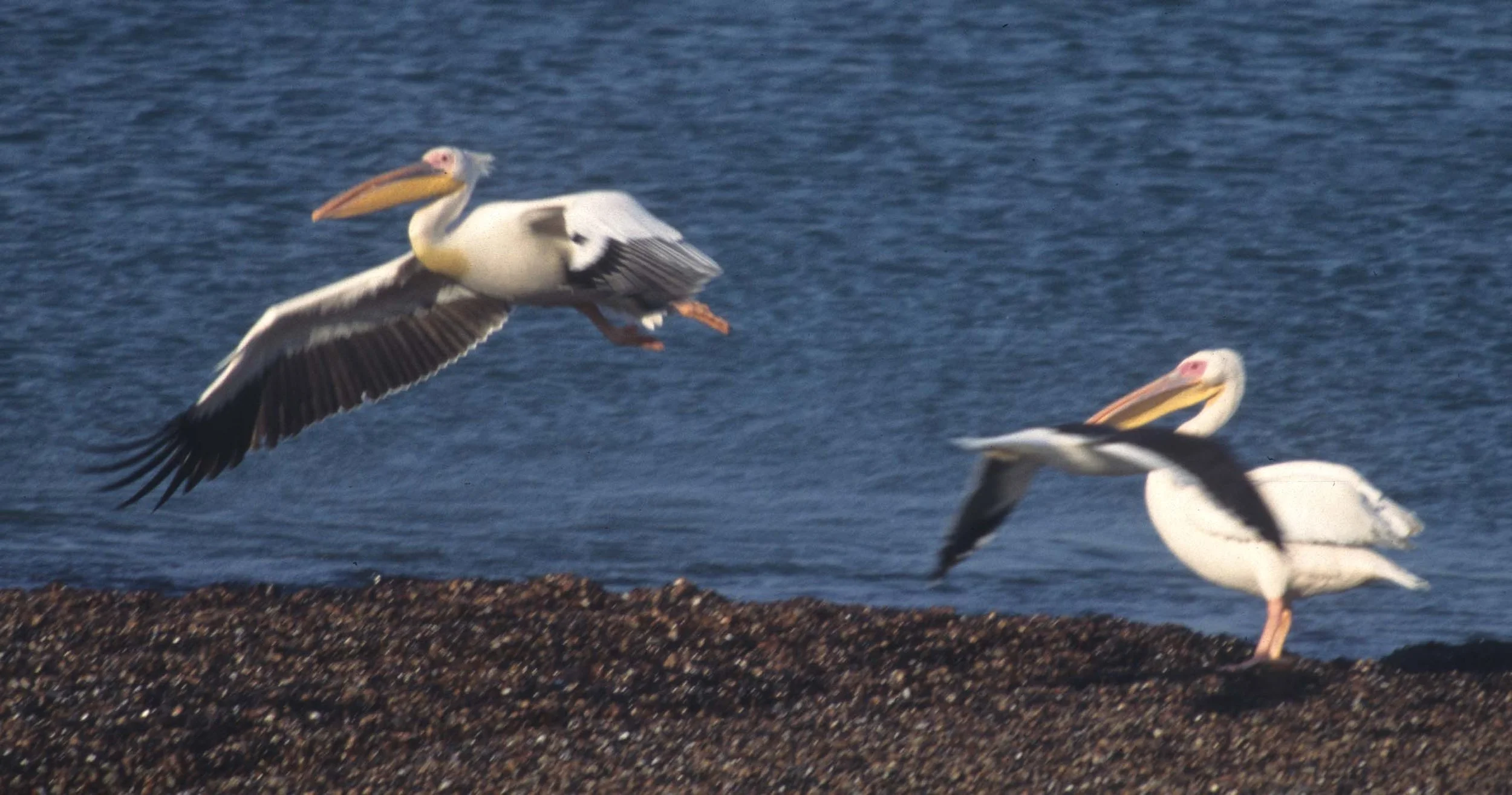 BIRDS - PELICAN - WHITE - NAMIBIA 5A.jpg