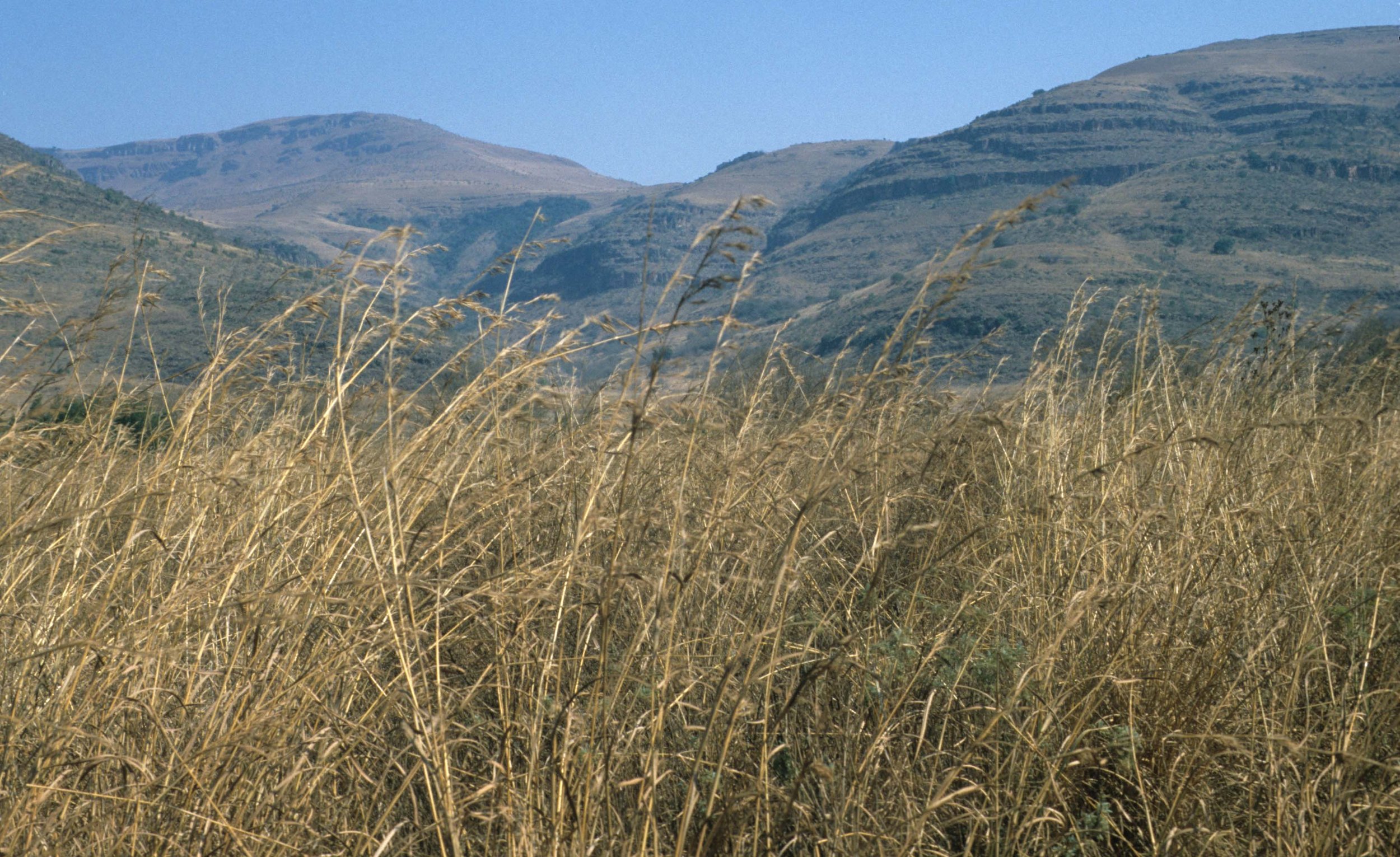 KRUGER - GRASSLAND STEPPE A.jpg