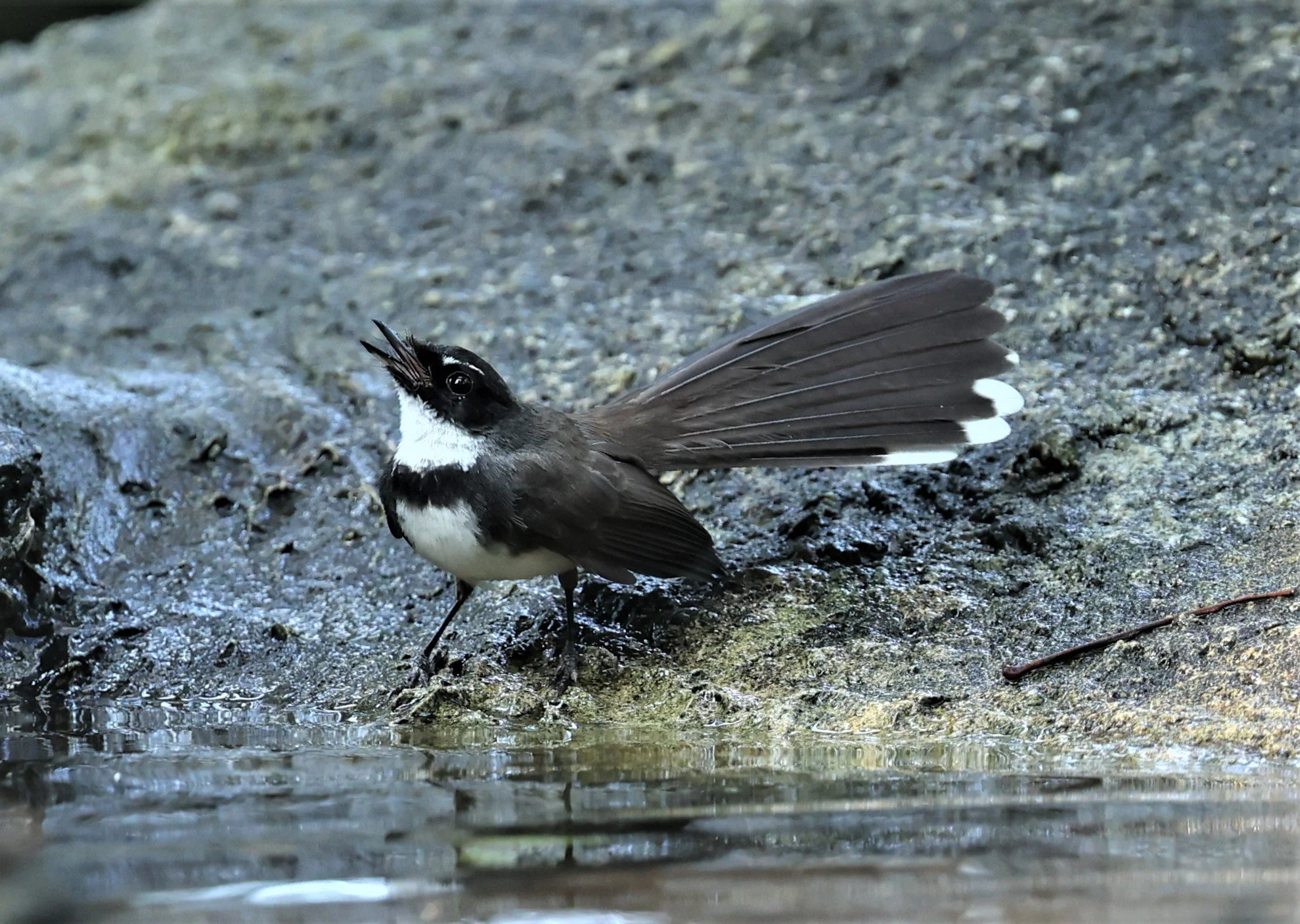 FANTAIL - PIED FANTAIL - Rhipidura javanica - WAT THAM PRATHUM CHONBURI JAN 30 2022 (6).jpg