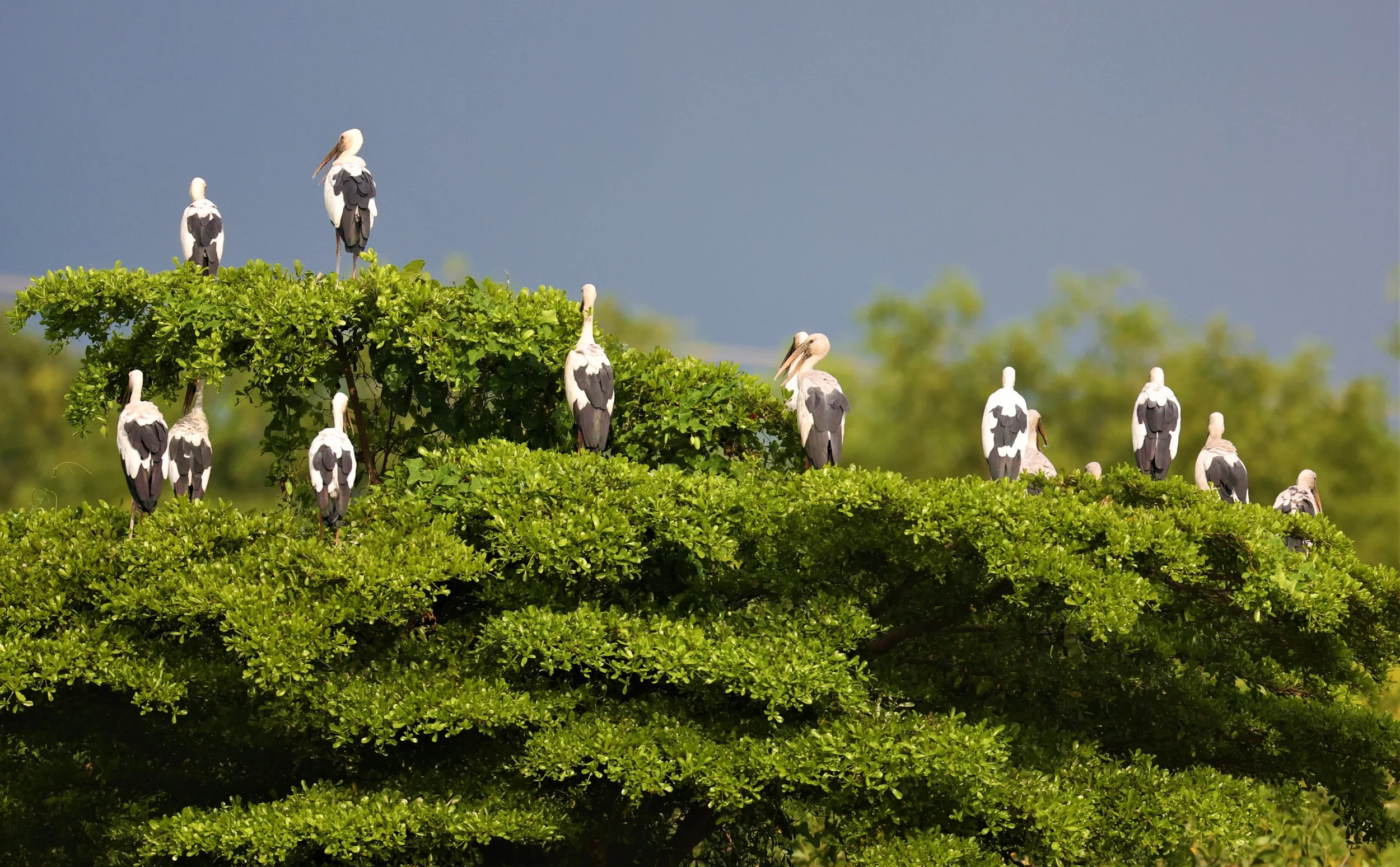 STORK - ASIAN OPENBILL - Anastomus oscitans - PATHUM THANI RICE RESEARCH CENTER SEP 18 2021 (2).jpg