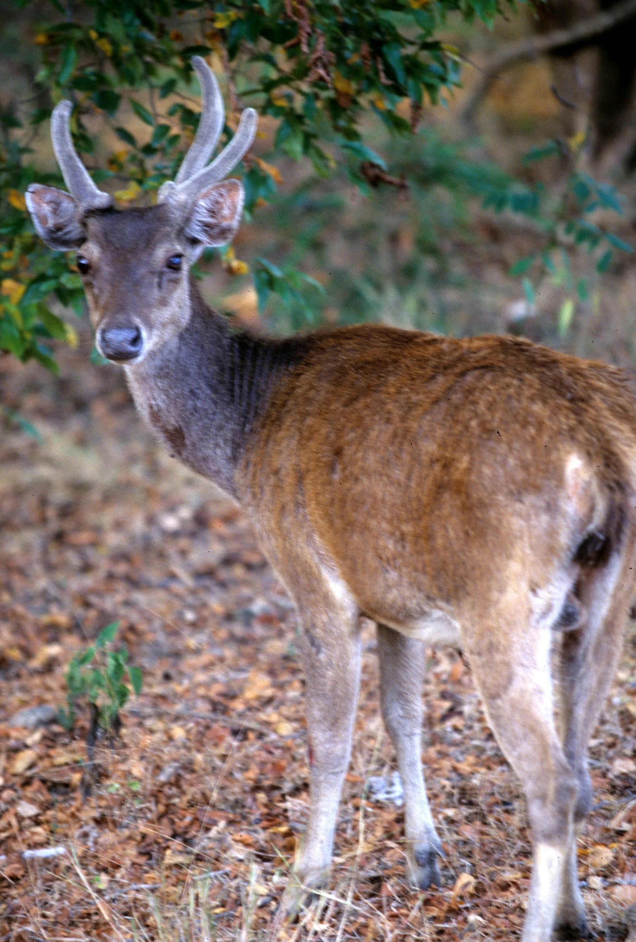 CERVID - DEER - TIMOR DEER - KOMODO ISLAND B.jpg