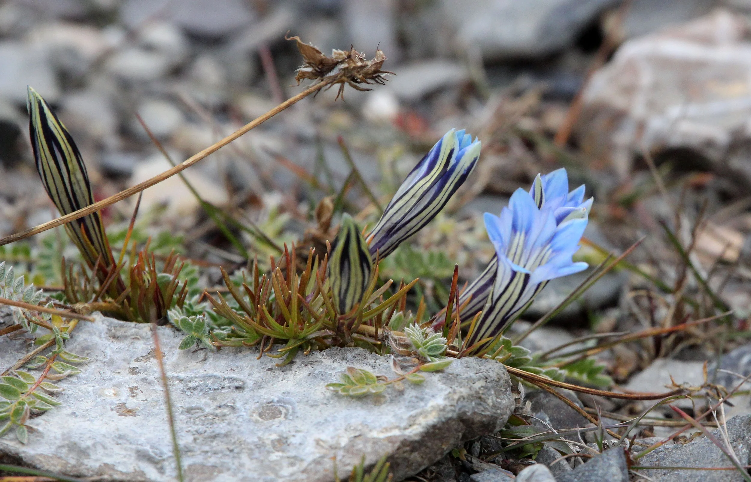 KEKEXILI NATIONAL RESERVE - QINGHAI PROVINCE - EASTERN SECTOR (6).JPG
