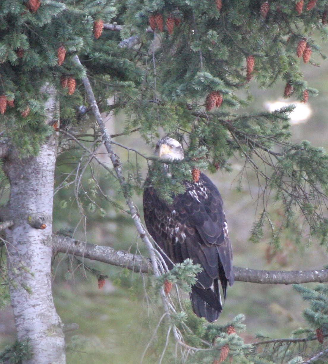 BIRD - EAGLE - BALD EAGLE IMMATURE -LAKE FARM (6).JPG
