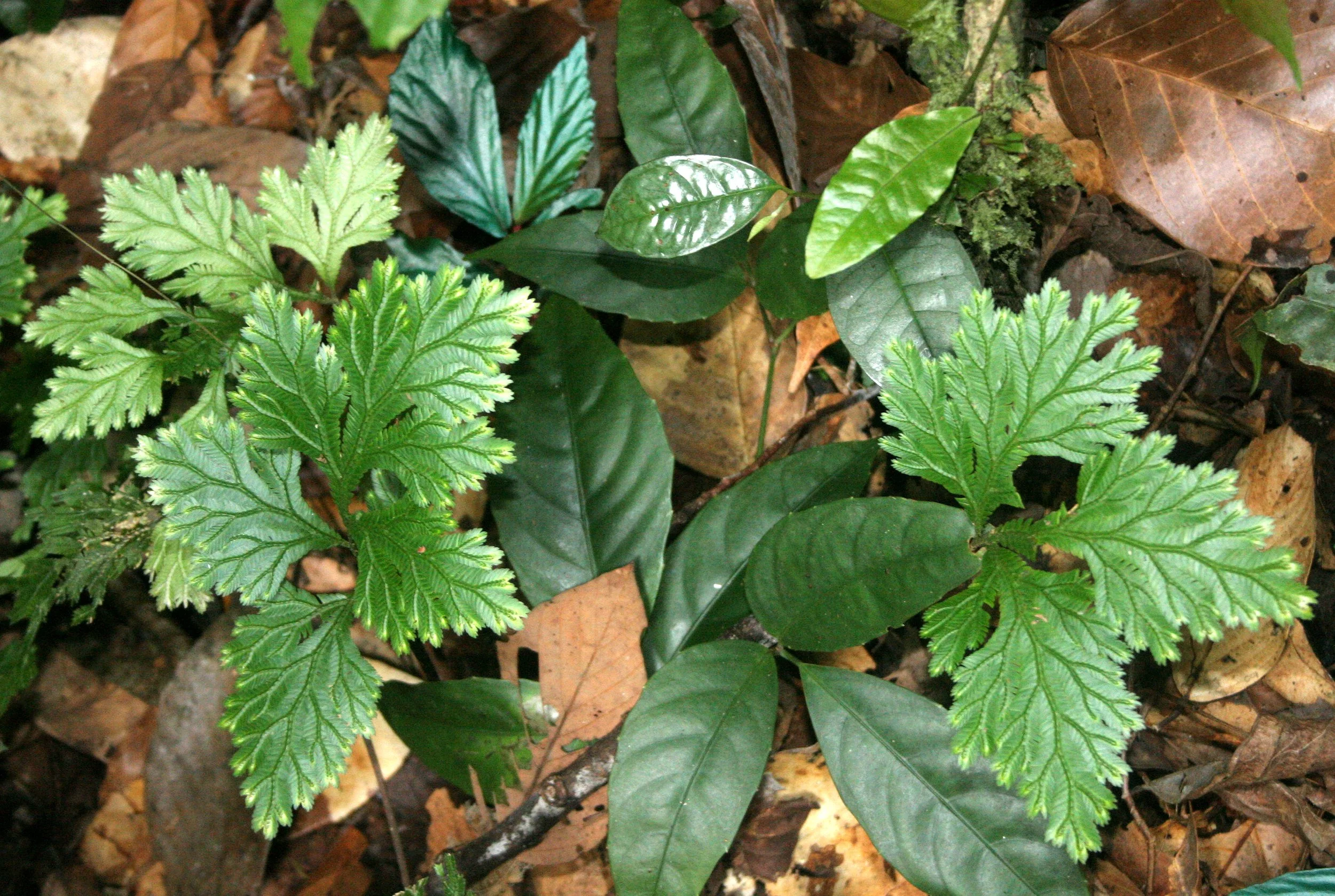 DANUM VALLEY BORNEO - SELEGINELLA SPECIES.JPG