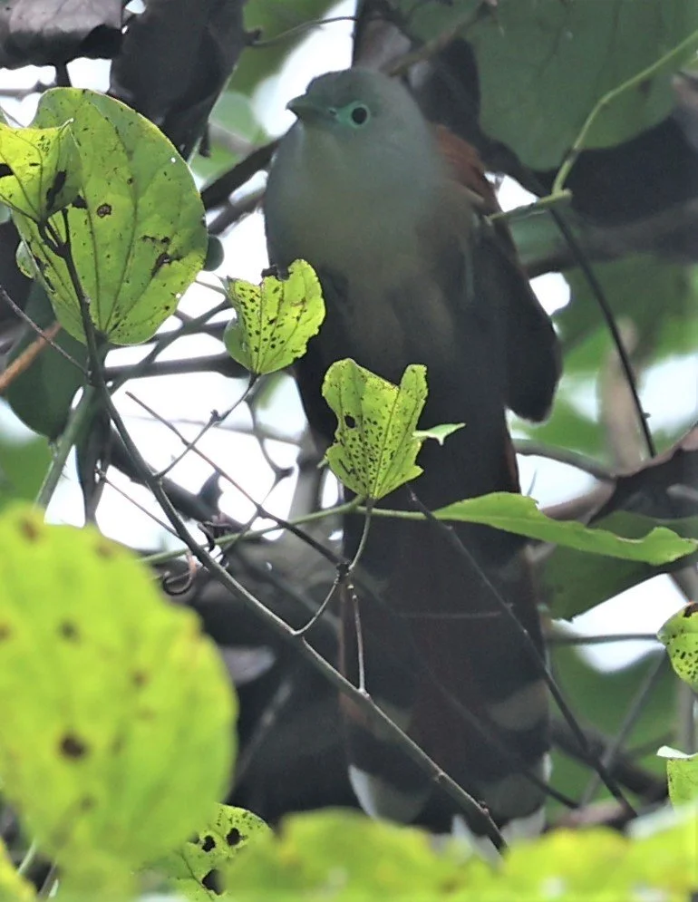 Raffle's Malkoha (Rhinortha chlorophaea) Krung Ching Khao Luang NP Thailand (25).jpg