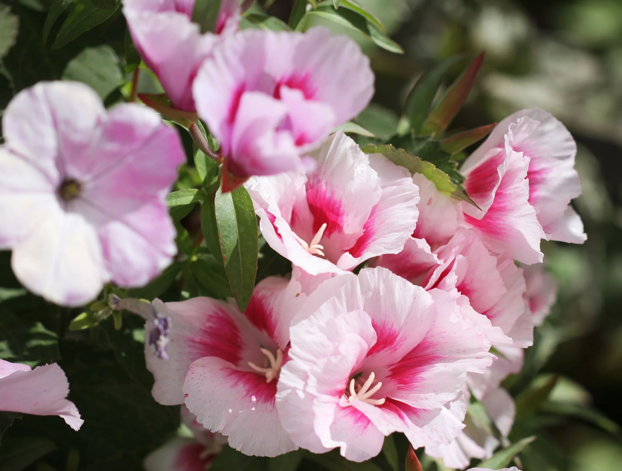 LEH, LADAKH INDIA - SNOW LEOPARD EXPEDITION (41).JPG