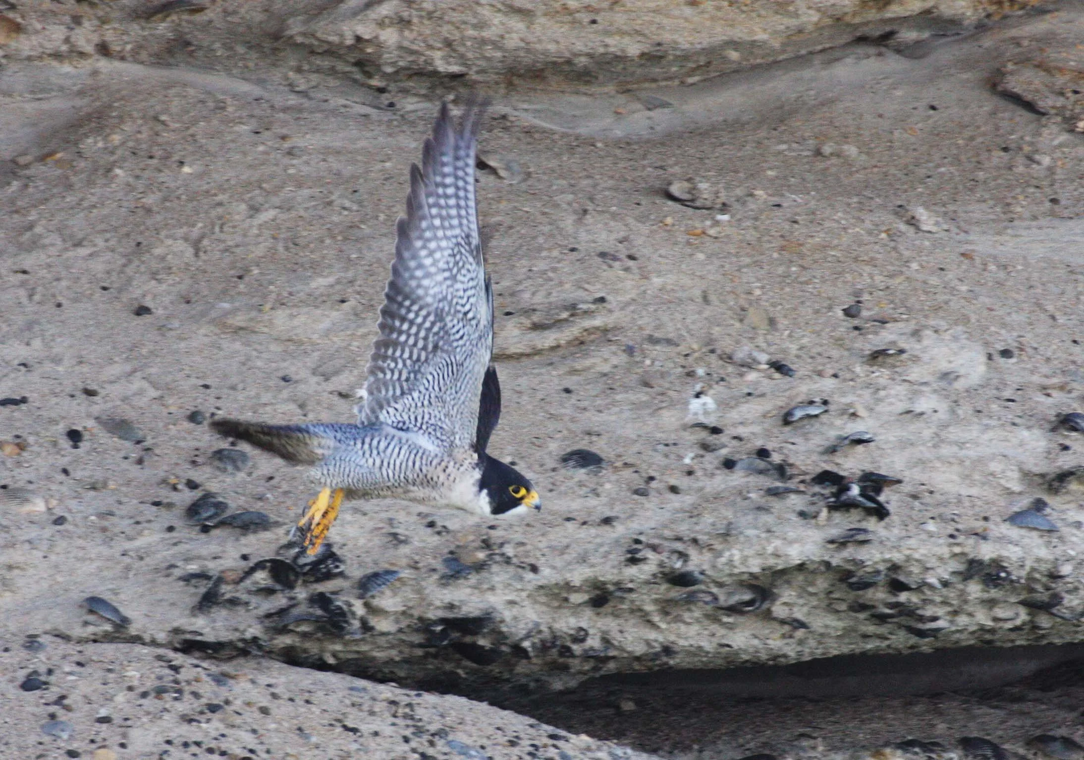 Falco peregrinus anatum - AMERICAN PEREGRINE FALCON - SAN IGNACIO LAGOON BAJA MEXICO (5).JPG