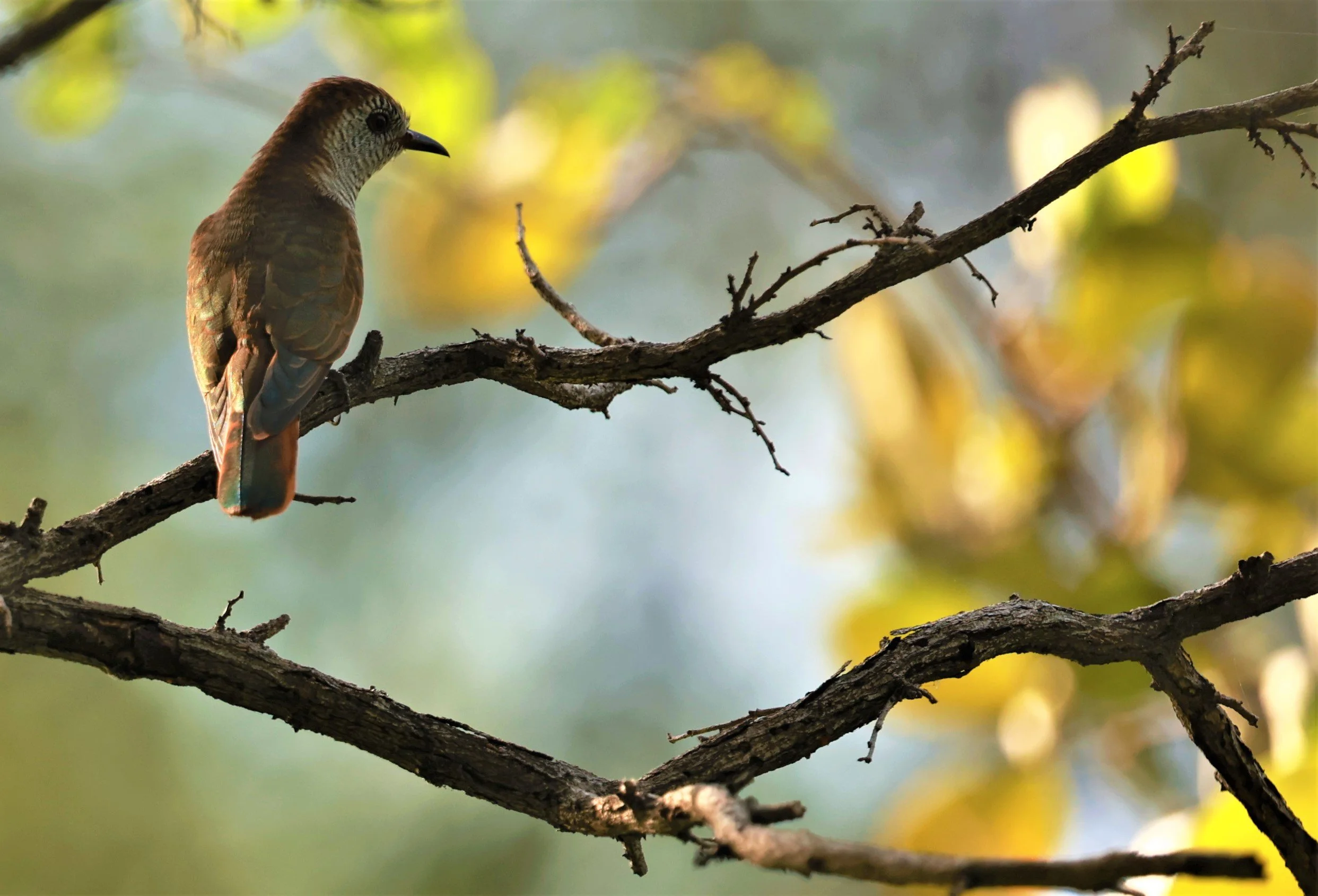 Violet Cuckoo (Chrysococcyx xanthorhynchus) Rama IX Park Bangkok (19).jpg