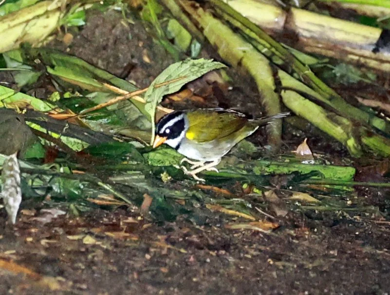 Orange-billed Sparrow (Arremon aurantiirostris) Mindo, Ecuador - Chocoan Lowlands and Valley (7).jpg