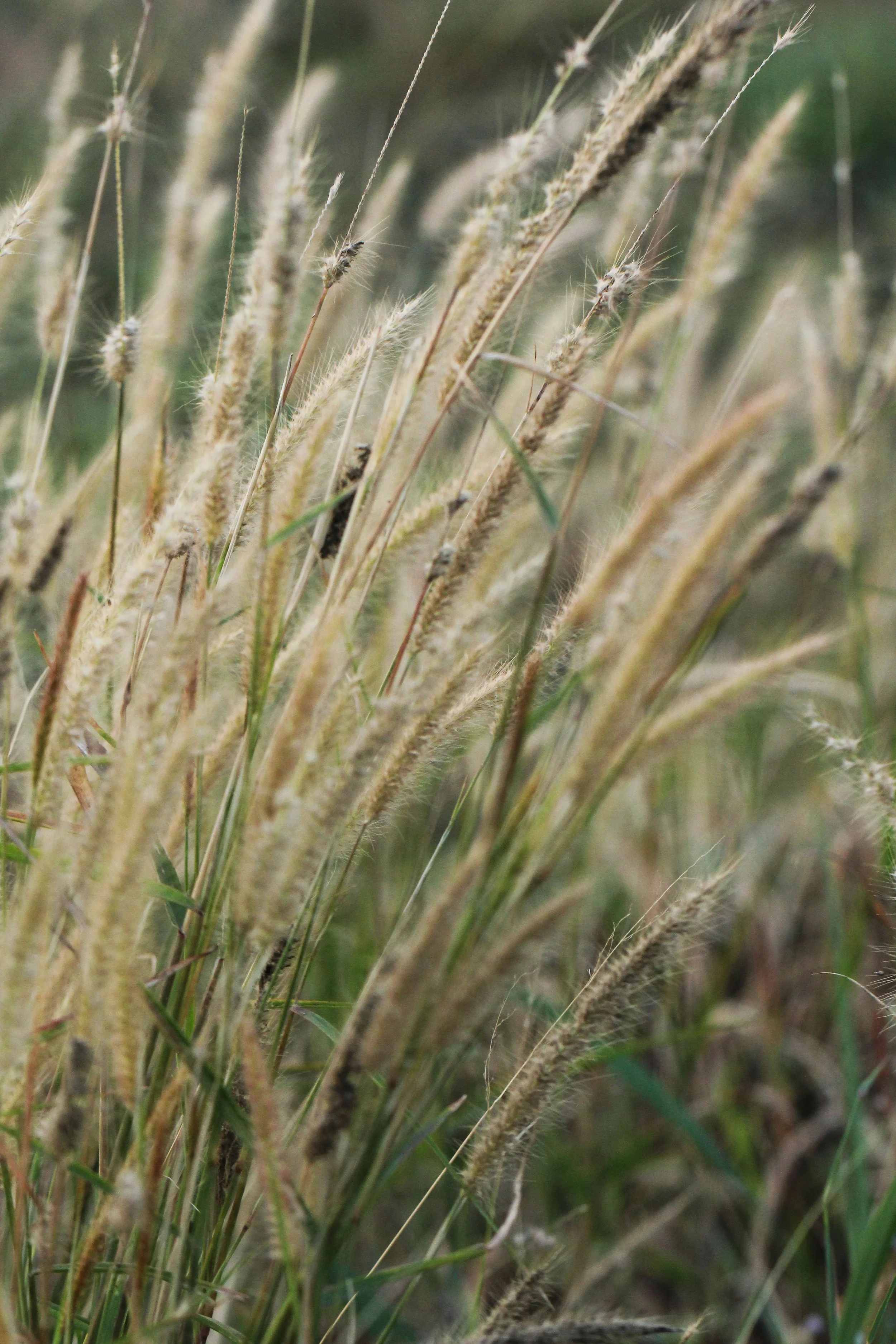 2015 Khao Pang Ma Nonhunting Area (104).JPG