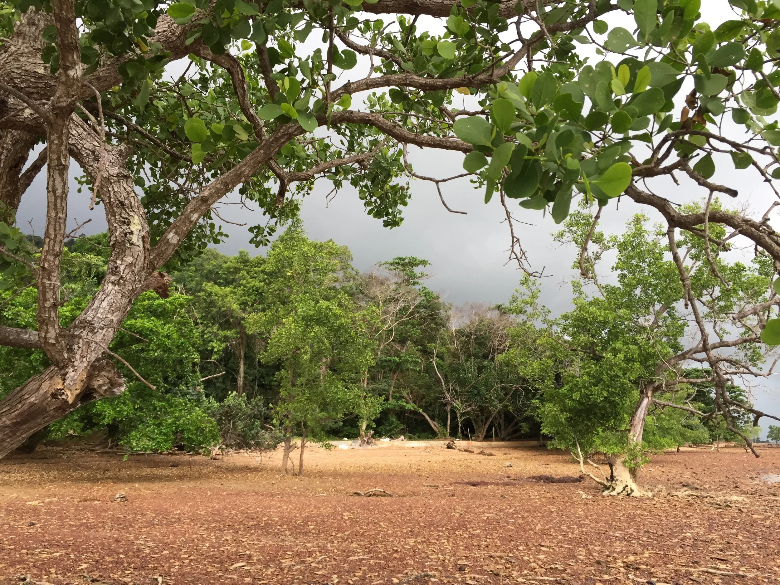 2015 Koh Lanta Garden & Nature (218).JPG