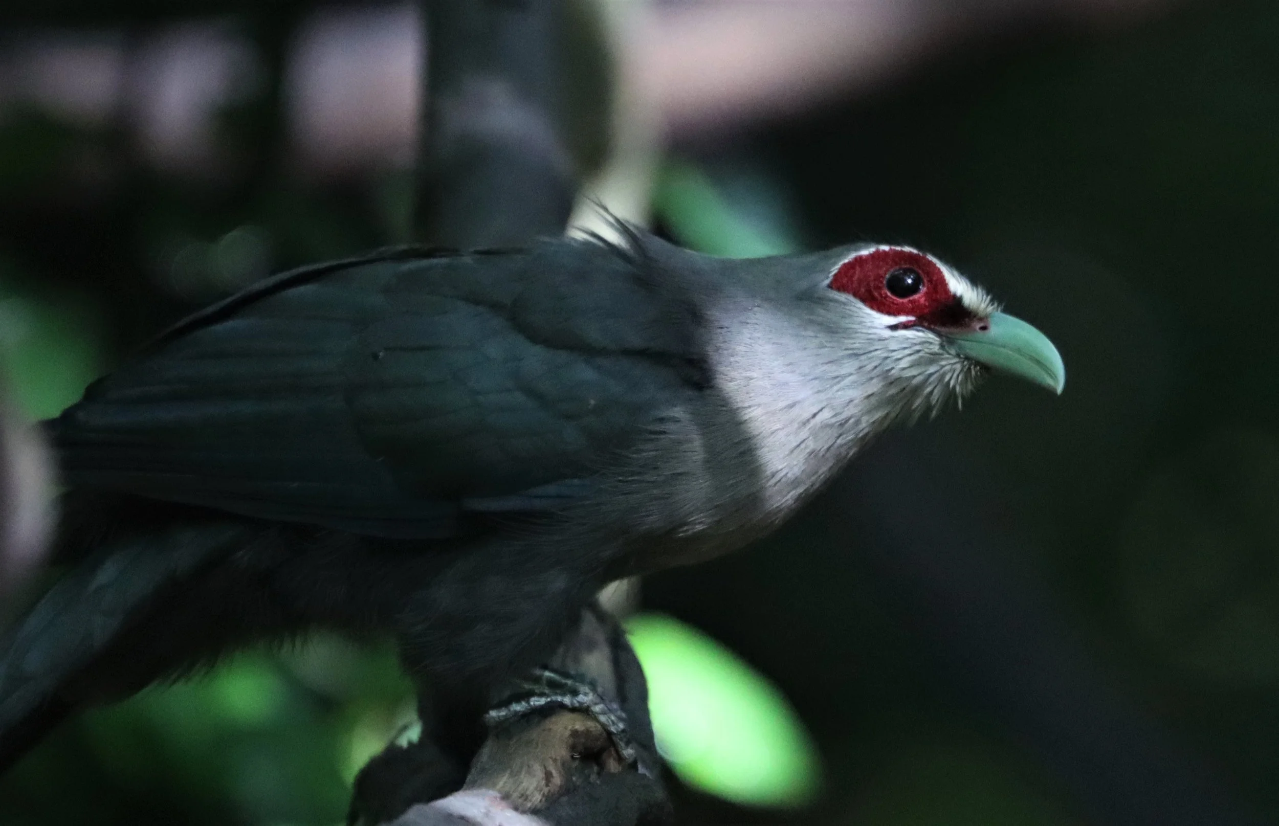 Green-billed Malkoha (Phaenicophaeus tristis) Lung Sin Hide nr Khaeng Krachan NP Thailand (18).jpg