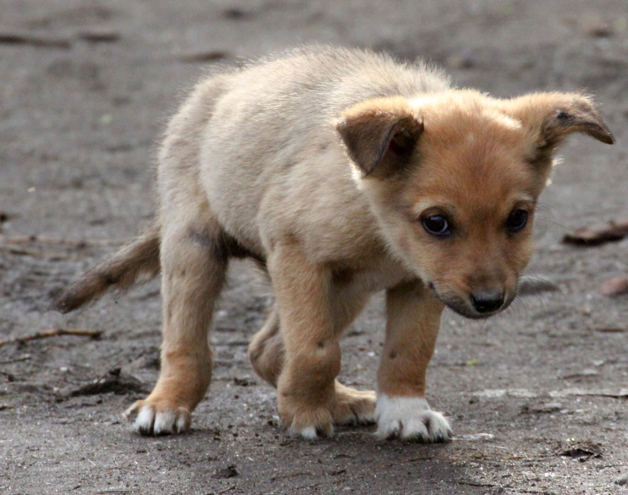 LAKE AWASSA ETHIOPIA (22).JPG