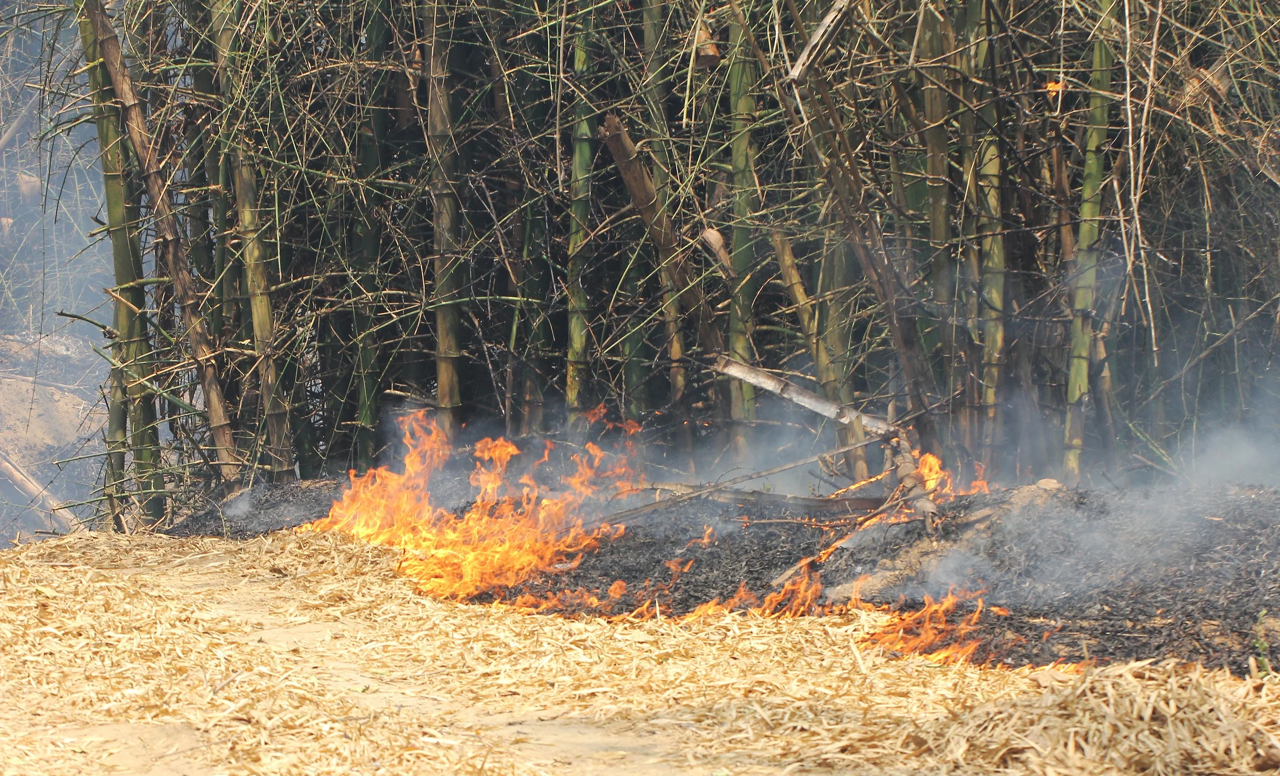 2015 Huai Mai Dee Huai Kha Khaeng Wildlife Refute (26).JPG