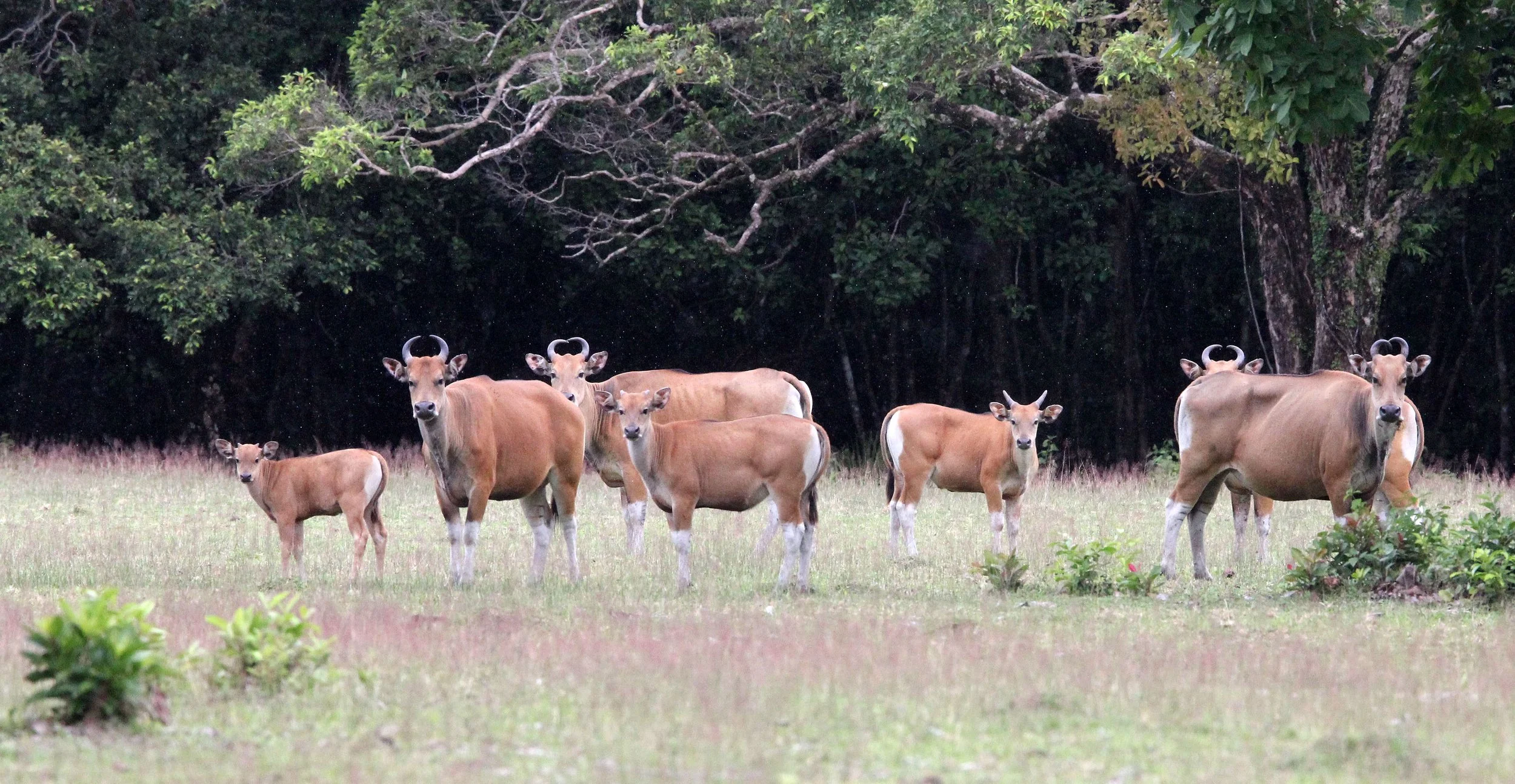 BANTENG - JAVA BANTENG - Bos javanicus javanicus - UJUNG KULON NATIONAL PARK JAVA BARAT INDONESIA (38).JPG